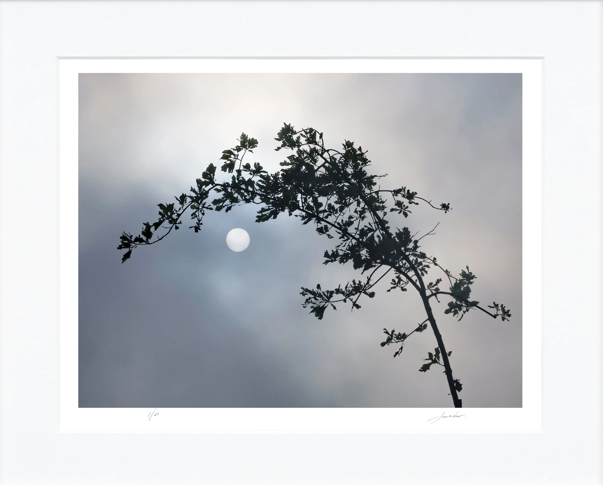 Tree Sun Fog mat.jpg