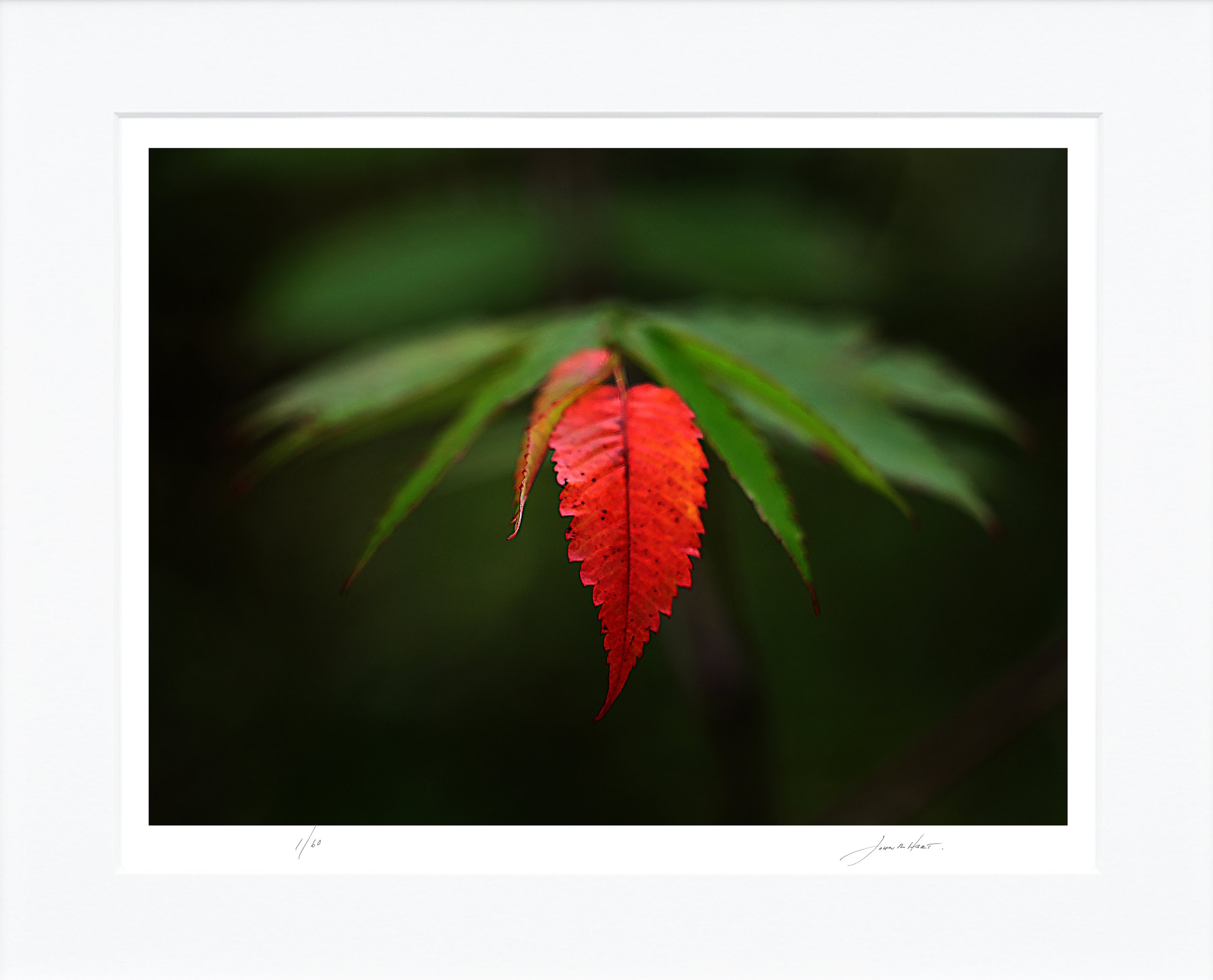 Autumn Sumac mat.jpg