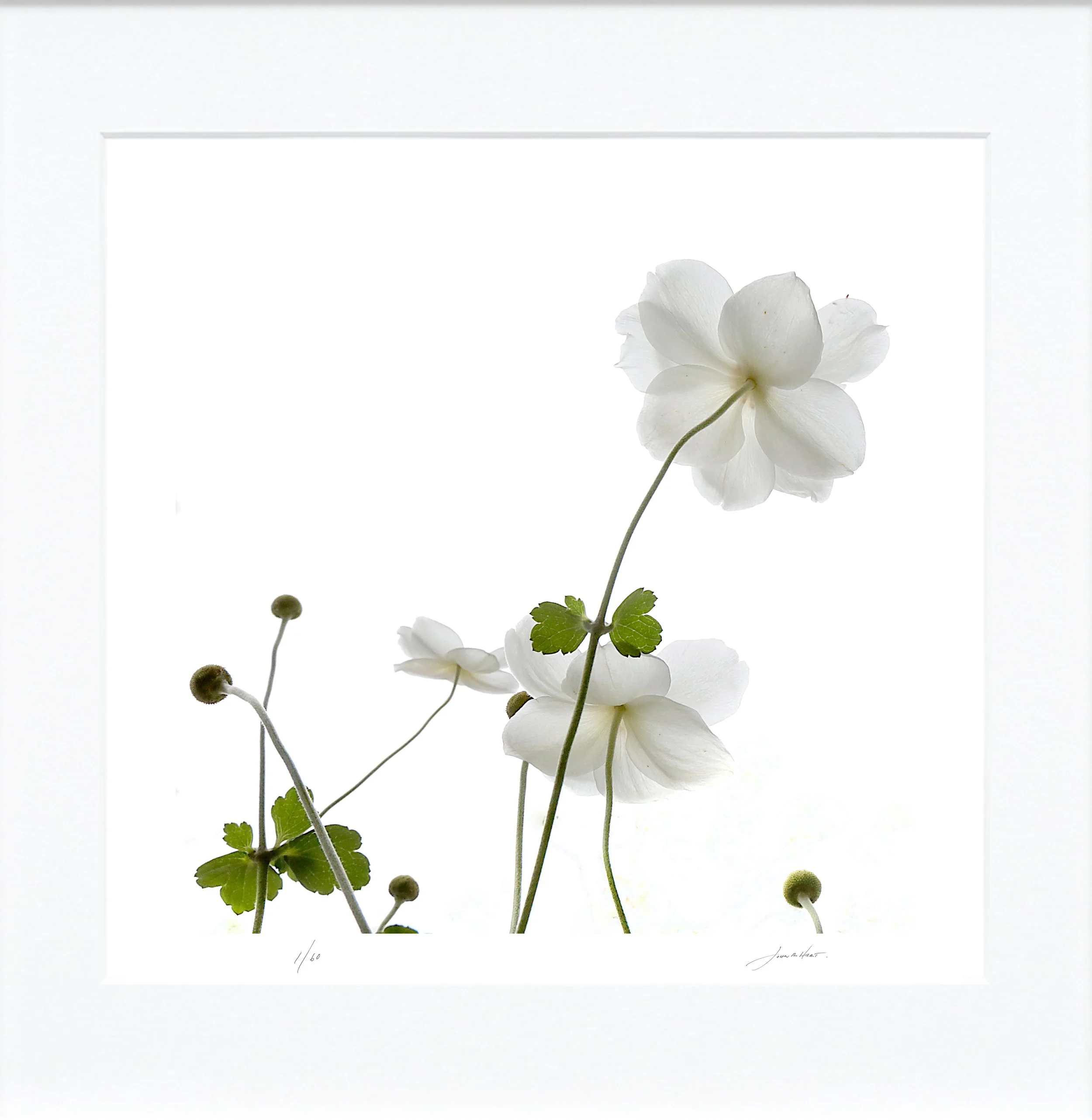 Anemone mat.jpg