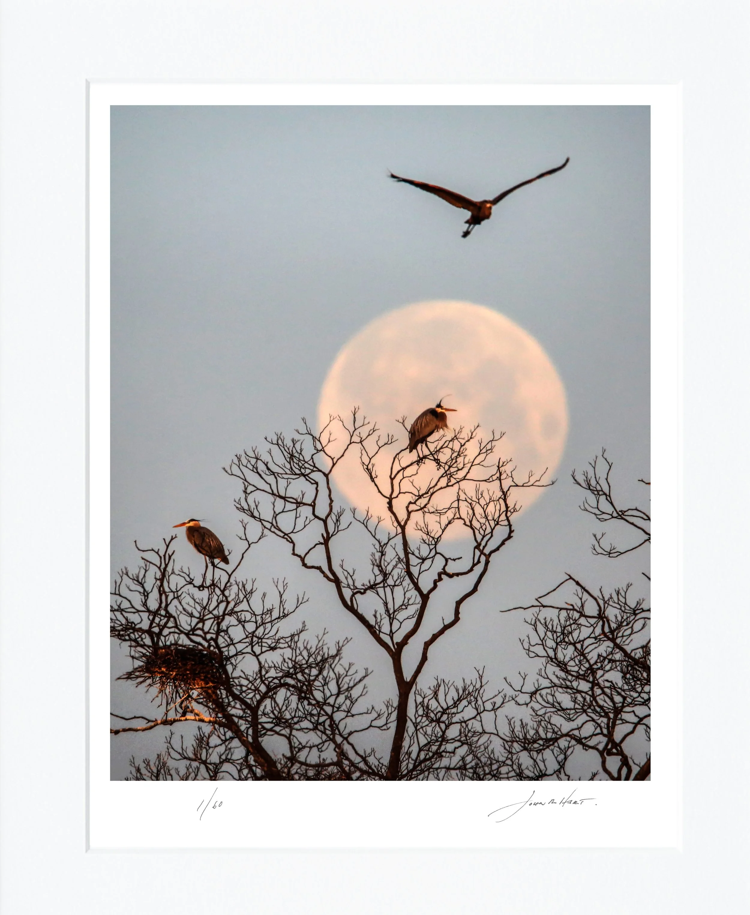 Rookery Moon mat.jpg