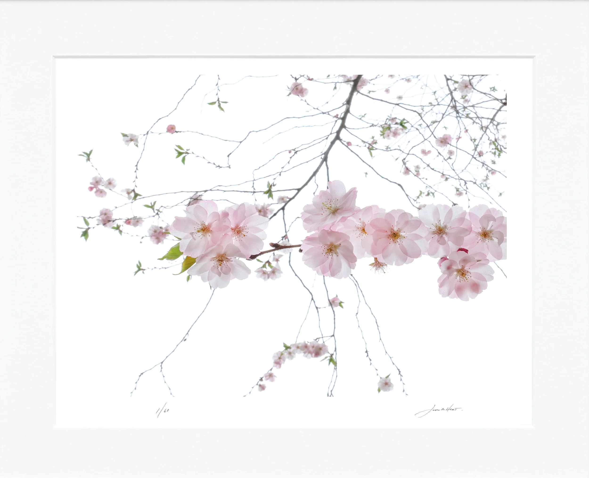 Spring Magnolias mat.jpg