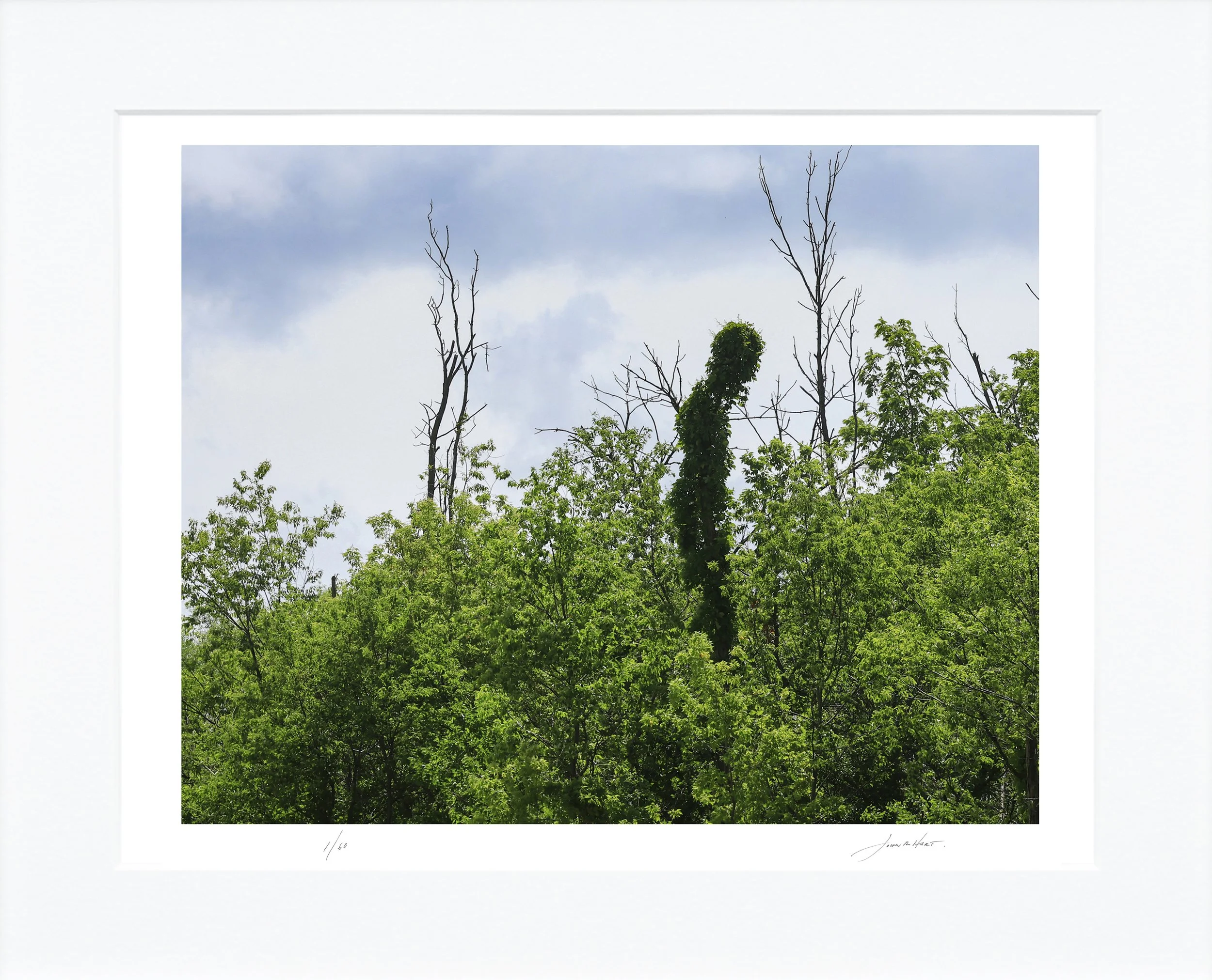 Tree Form mat.jpg