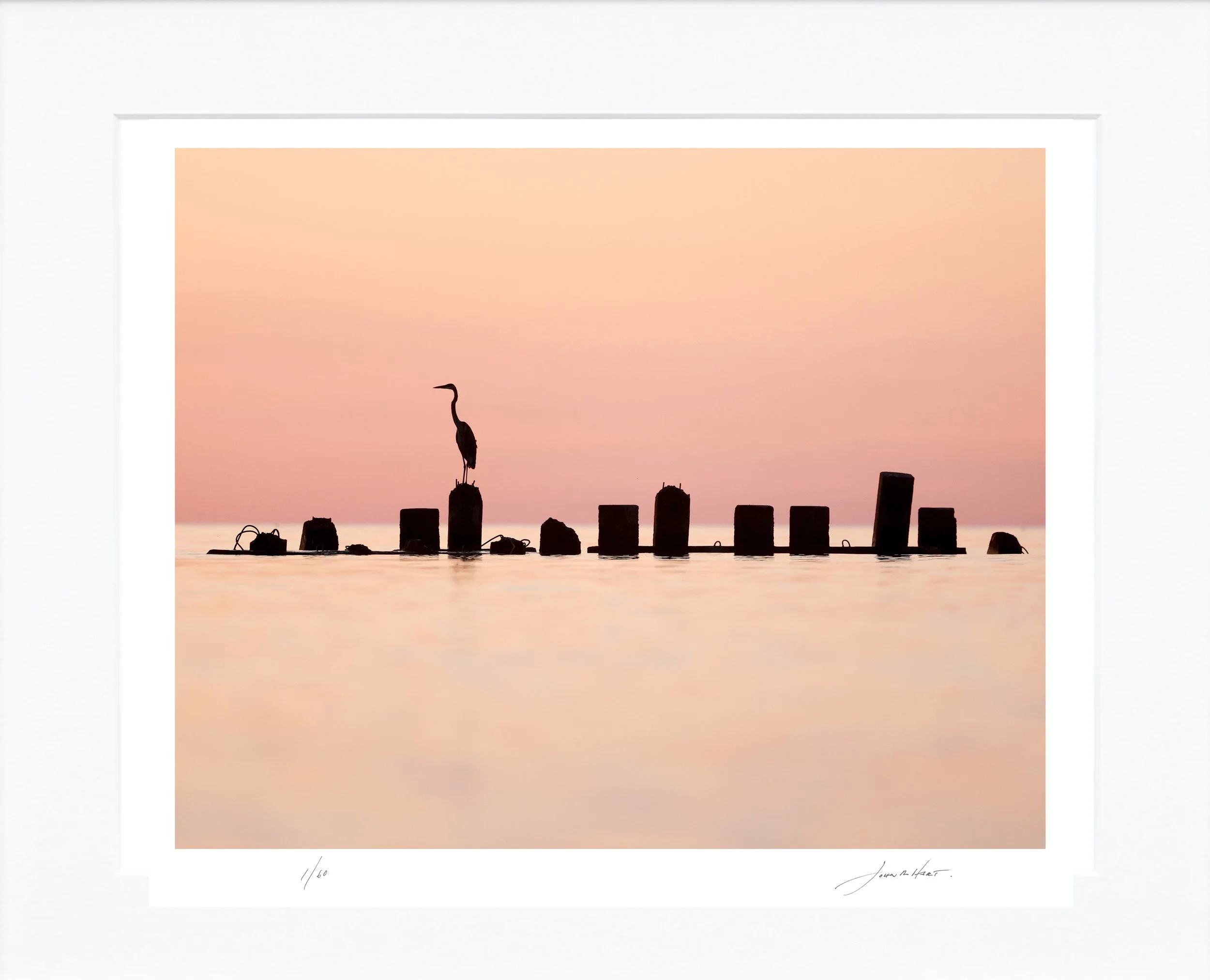 Heron at Sunrise mat.jpg