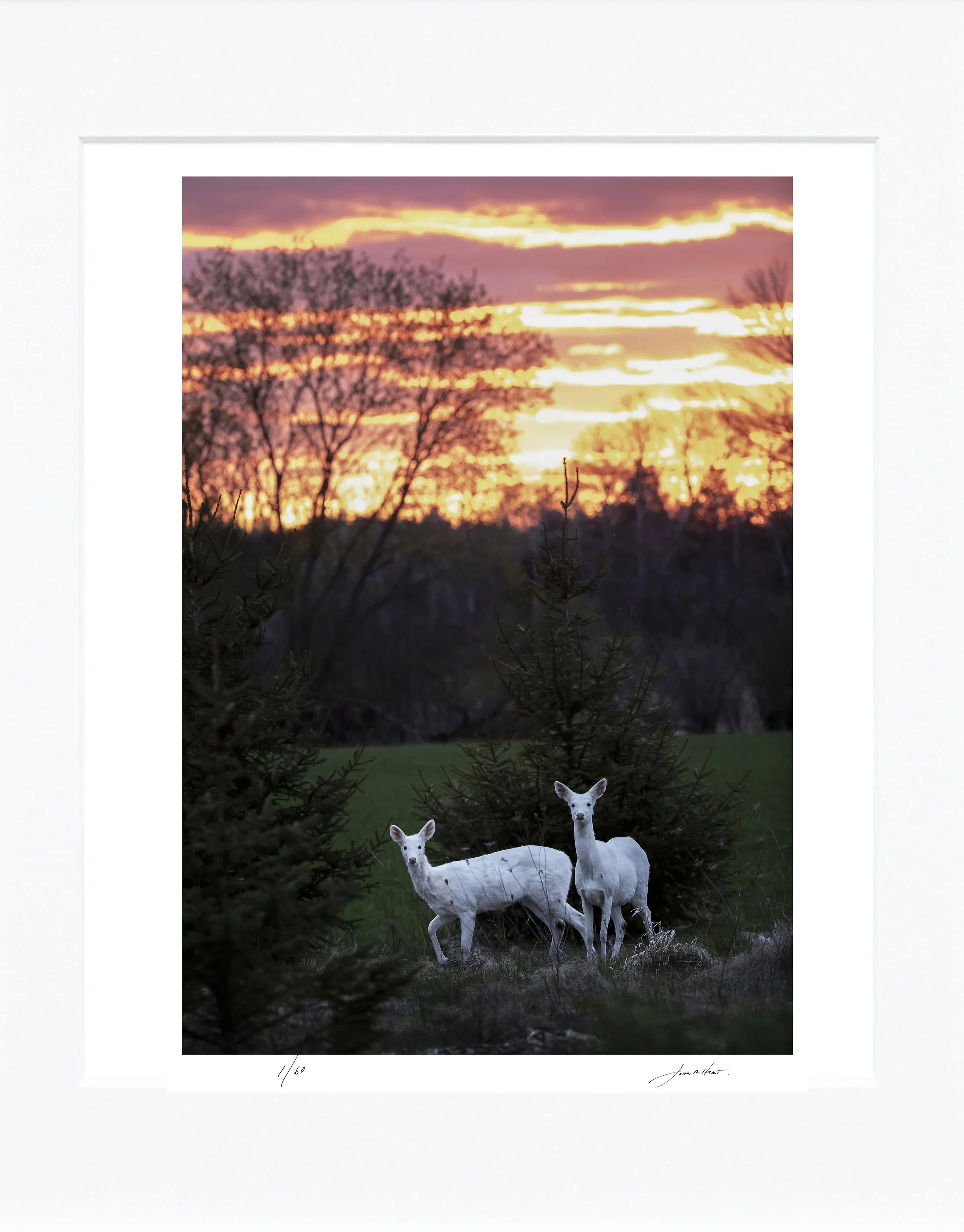 Albino Whitetails mat.jpg