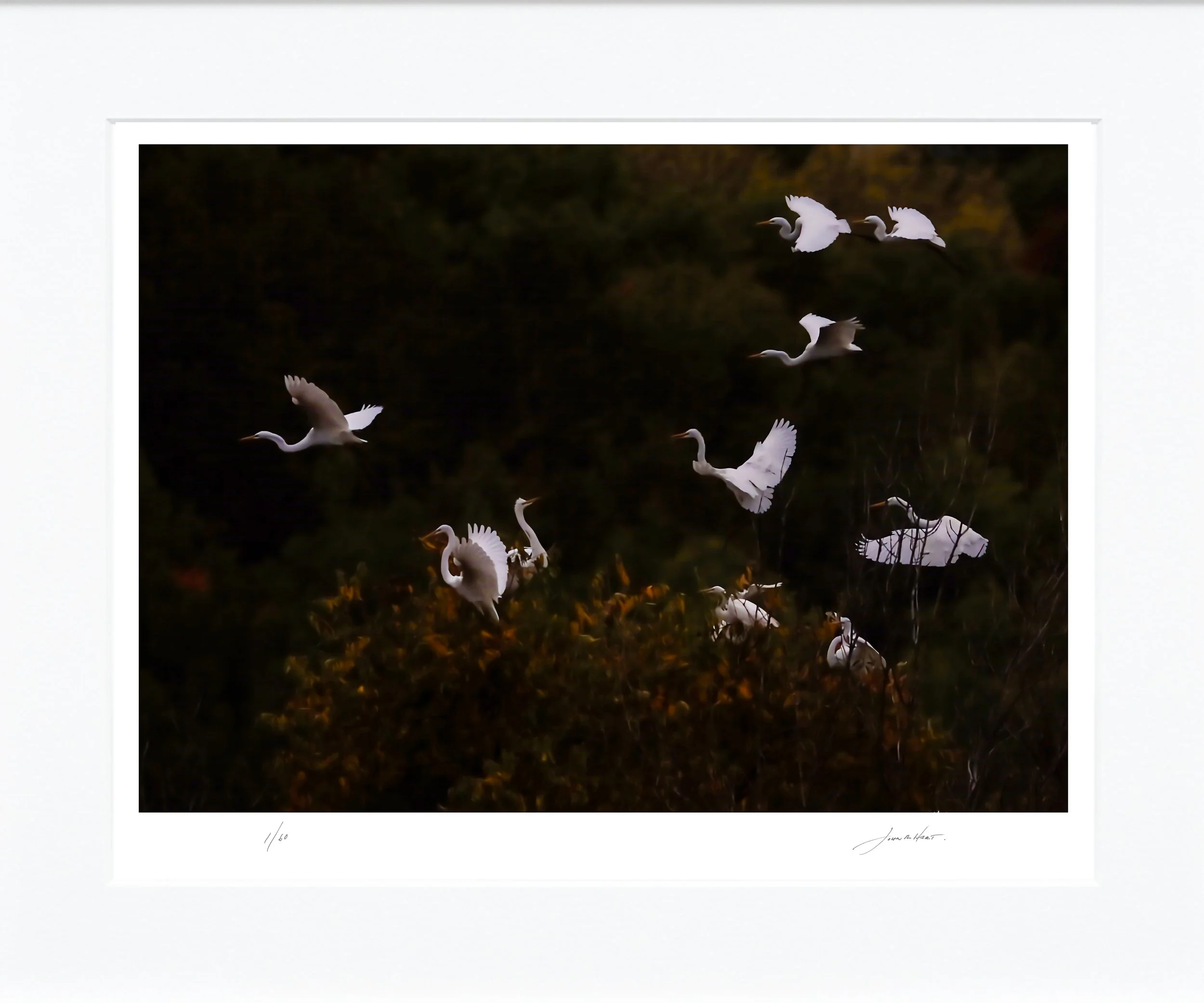 Egrets in Flight mat.jpg