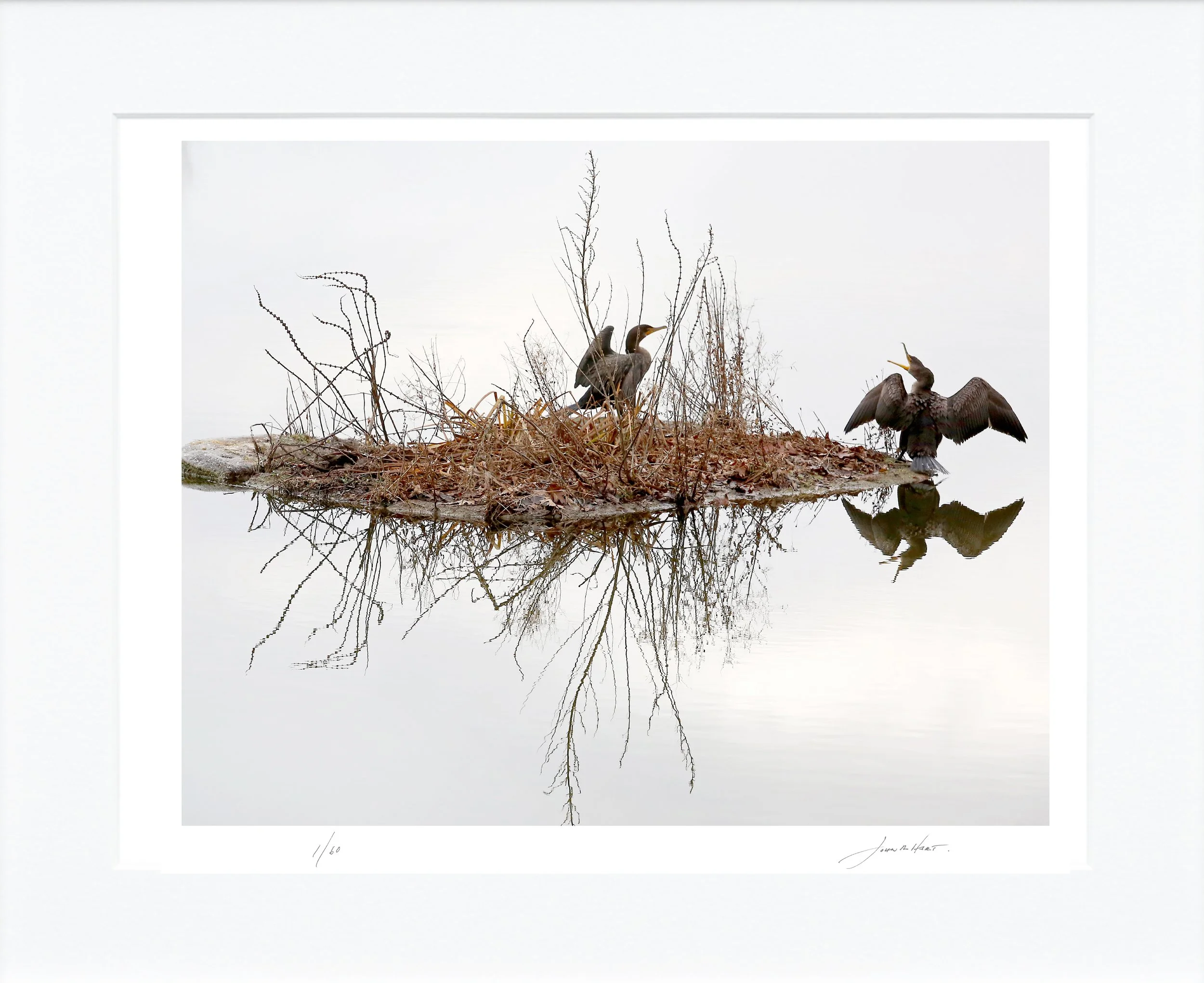 Cormorants Reflected mat.jpg
