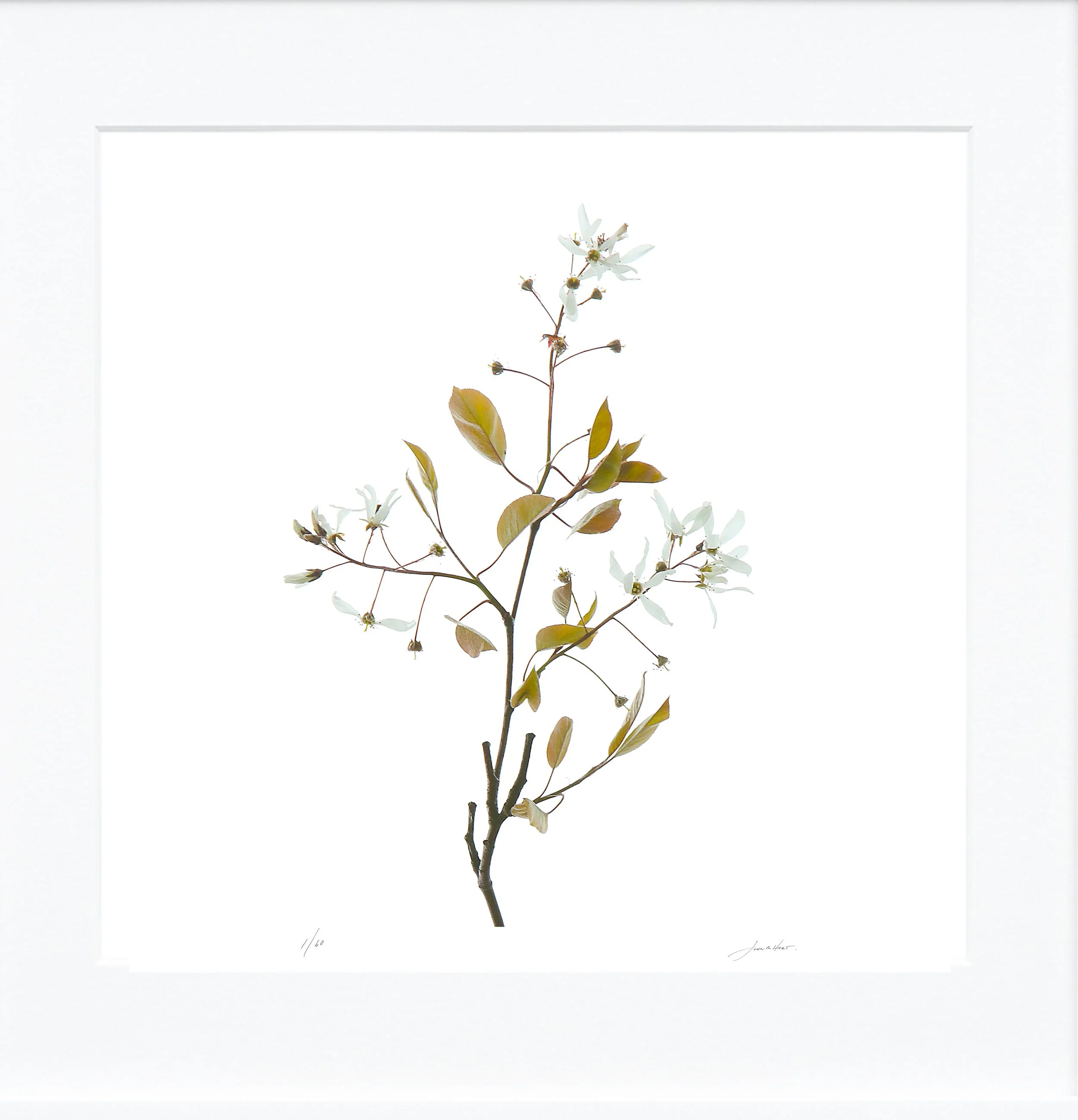 Amelanchier mat.jpg