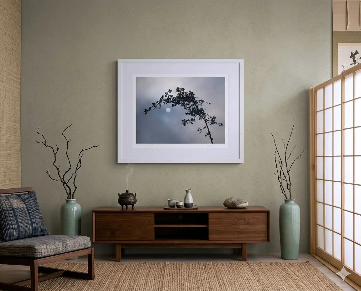 Tree Sun Fog room.jpg