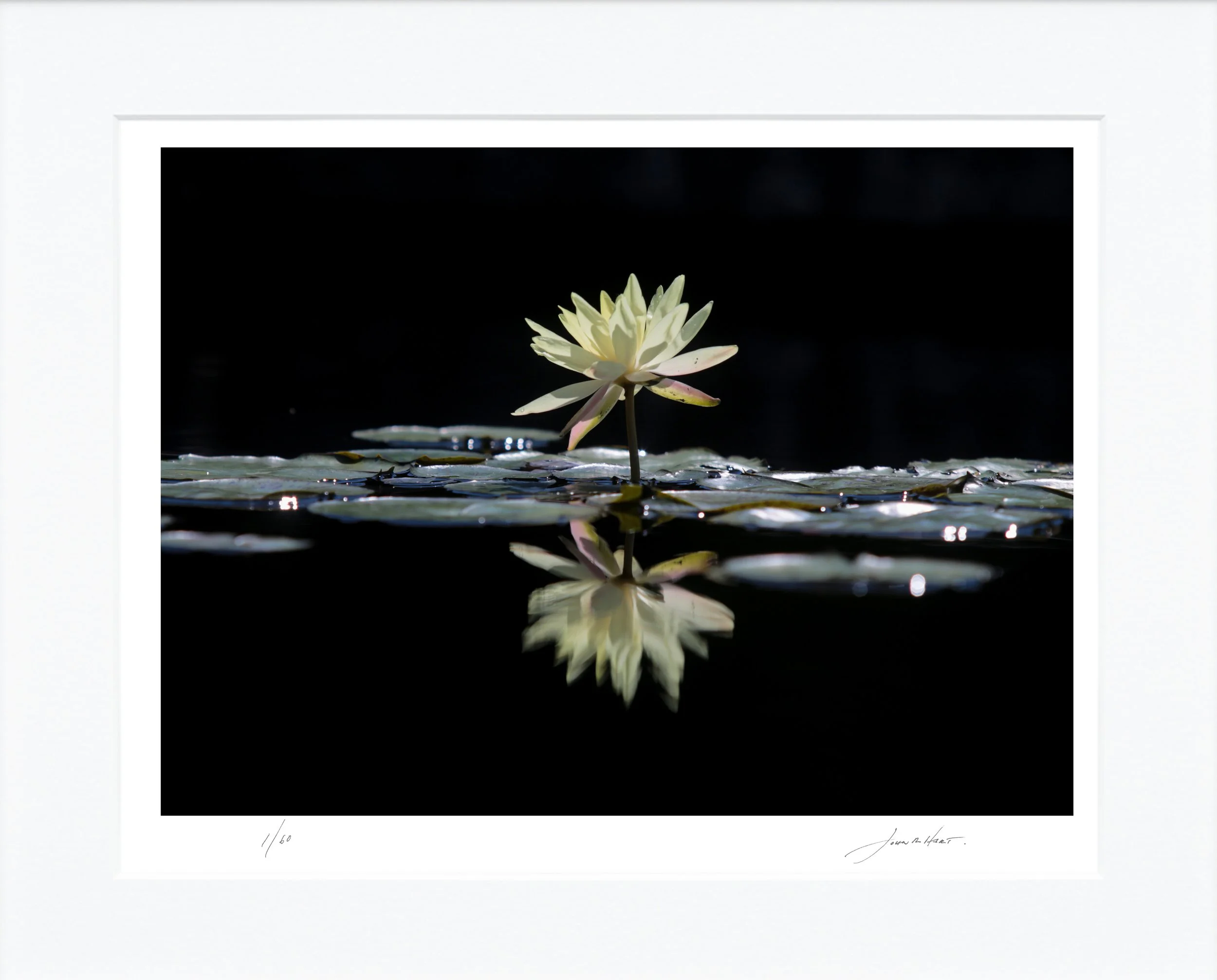 Yellow Lily mat.jpg