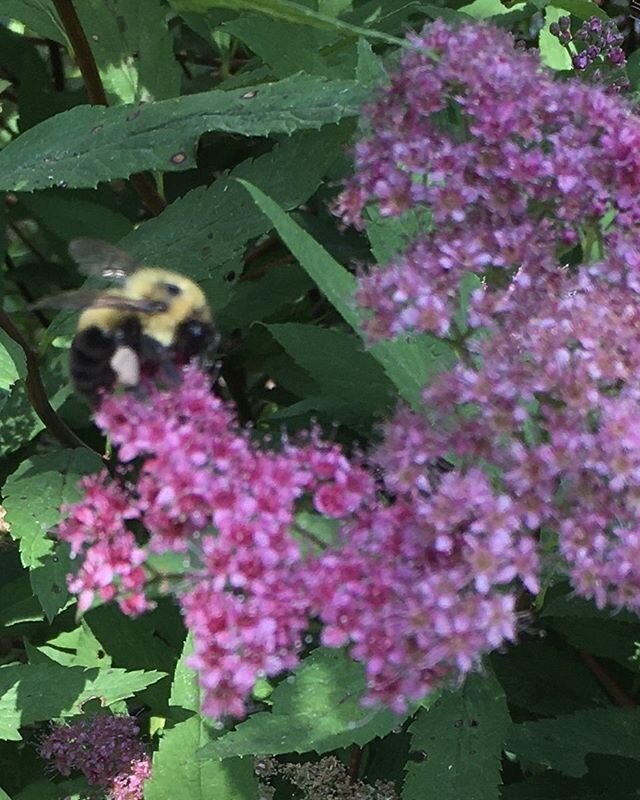 Busy bee loves the spirea. She&rsquo;s got more energy than I do today. Summer starts at Dun na Sidhe.  #summersolstice. #goddessgirl. #paganchild