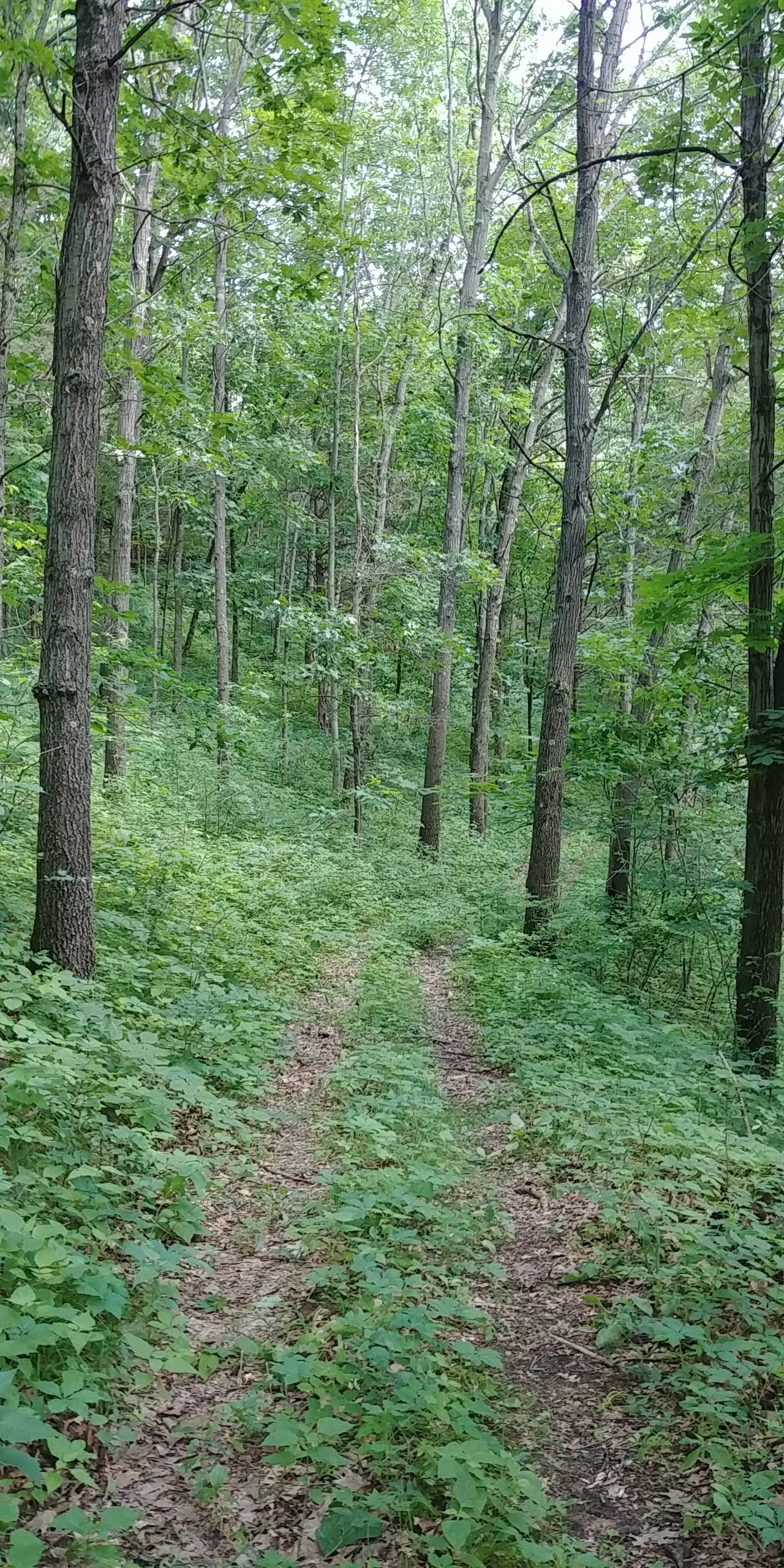 Trail in our woods in Spring Green, WI