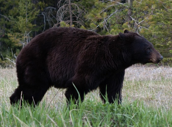 Bears make great Power Animals!