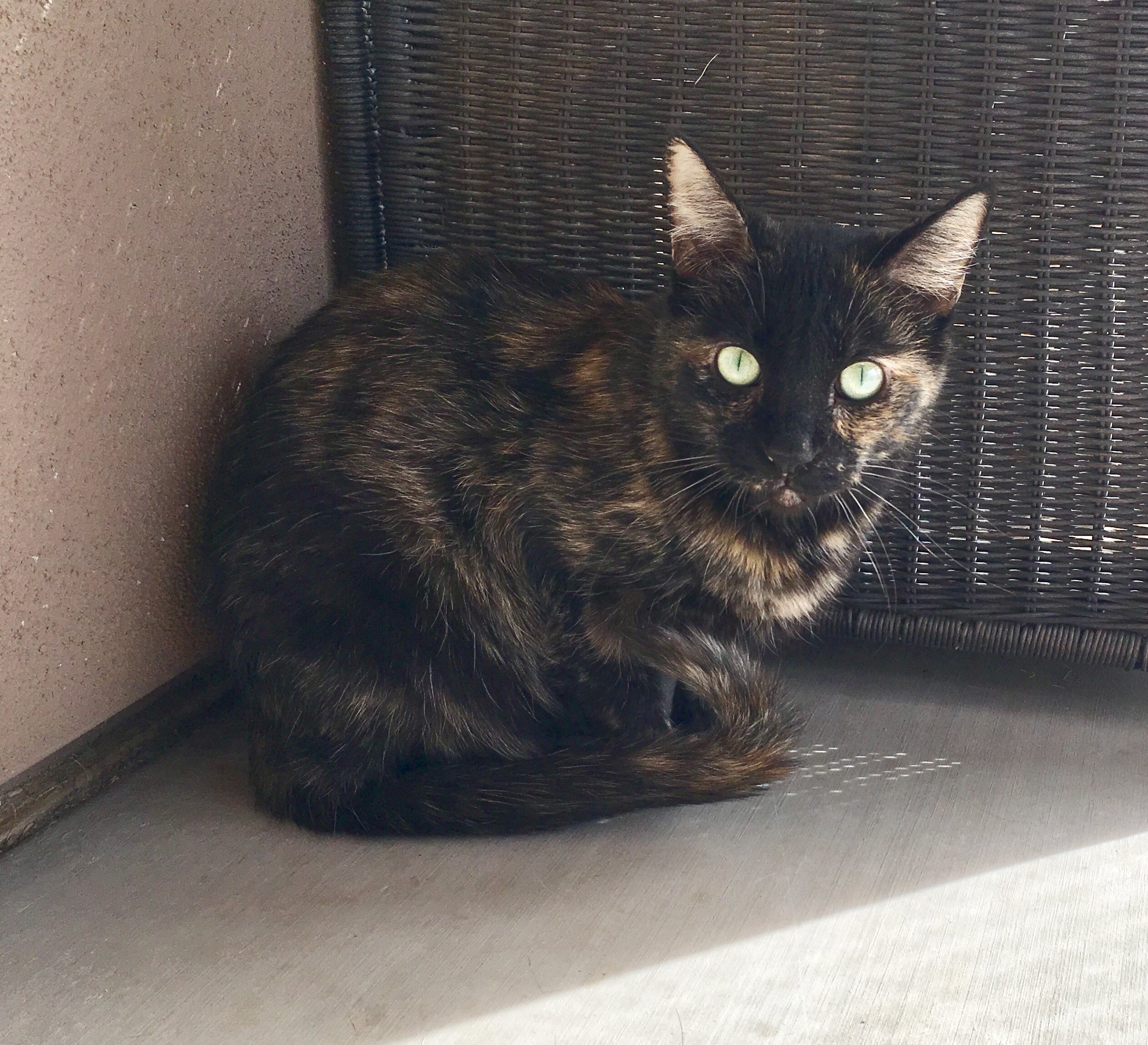 Sheena (4).jpeg