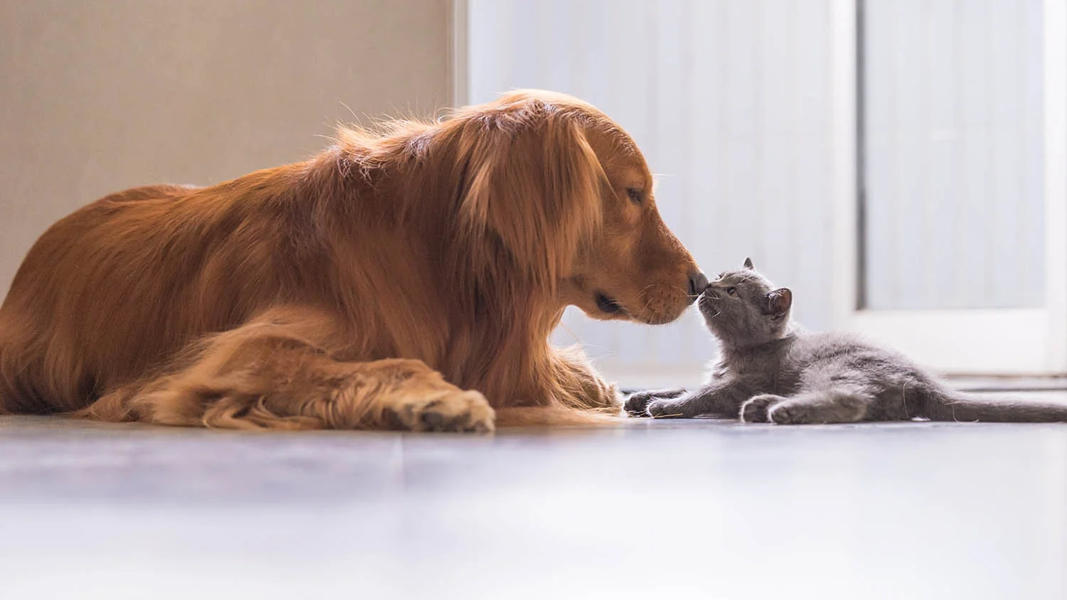 Animal Surrender Desert Paws Rescue Animal Surrender Desert Paws Rescue