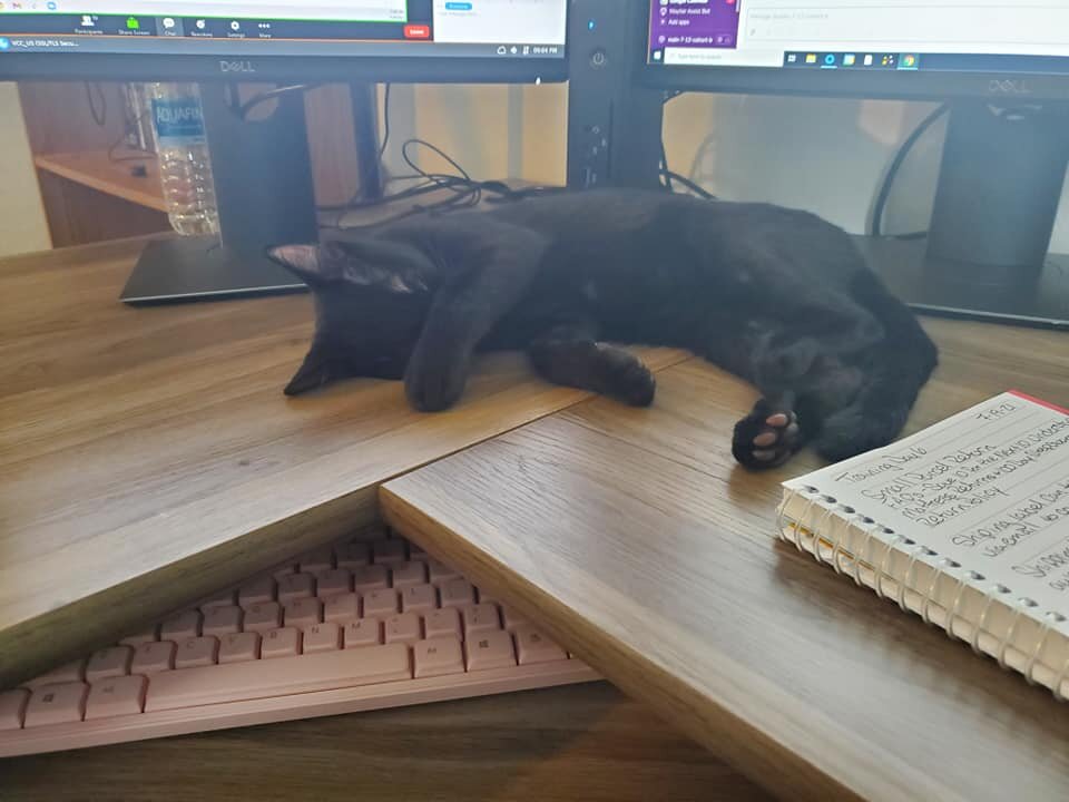 Black-kitten-sleeping-at-computer.jpg