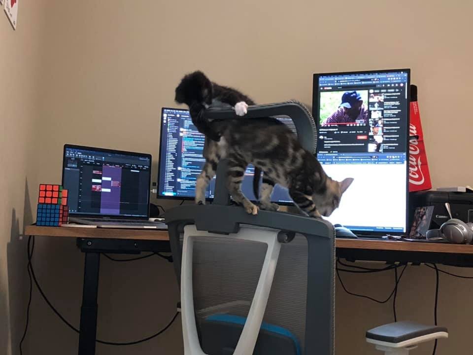 Kittens-on-computer-chair.jpg