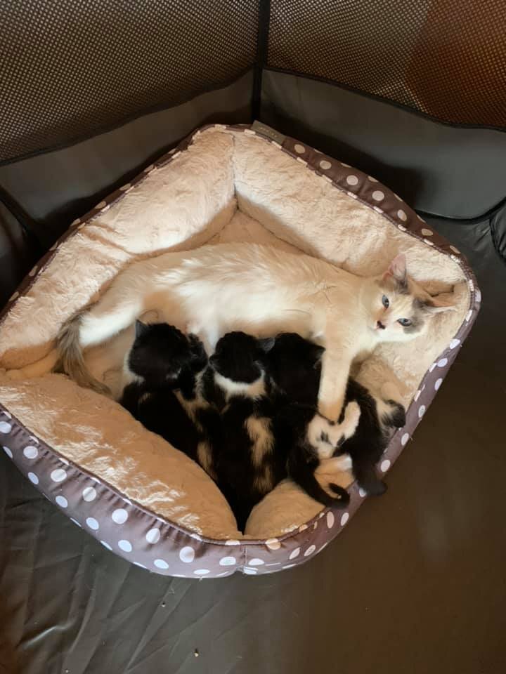 Siamese-mom-with-babies.jpg
