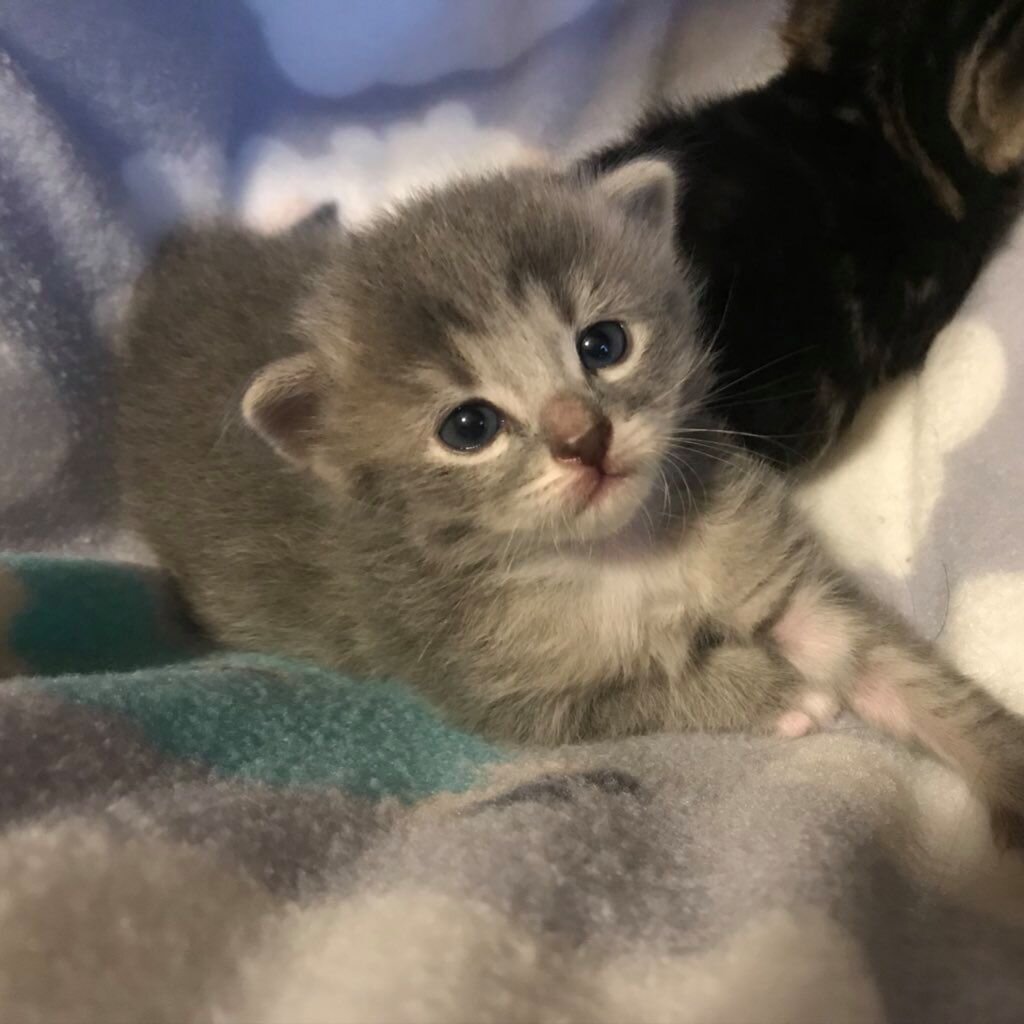 Grey-Tabby-Kitten.jpg