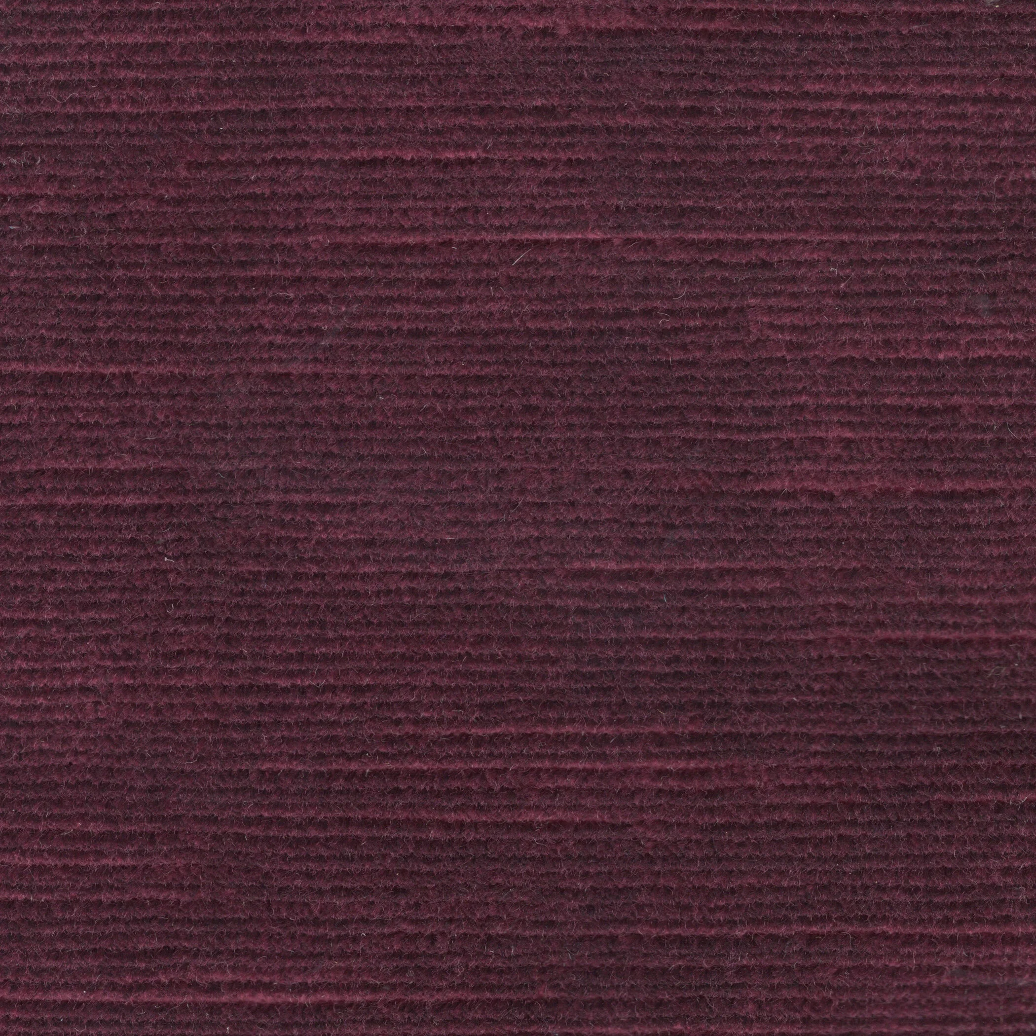 Electra Wild Rose