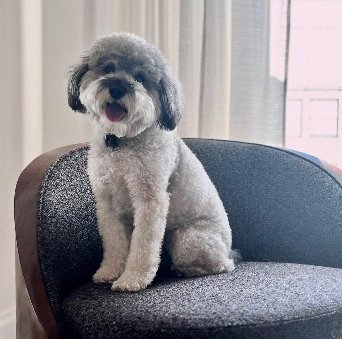Our Confetti fabric is pup approved! Shown in the Blueberry &amp; Chocolate color way, and upholstered on a very cool Viktor Lounge Chair by @randolphhein , as shown by @designalliancela . Swipe to see Confetti in all its glory and DM us for samples 