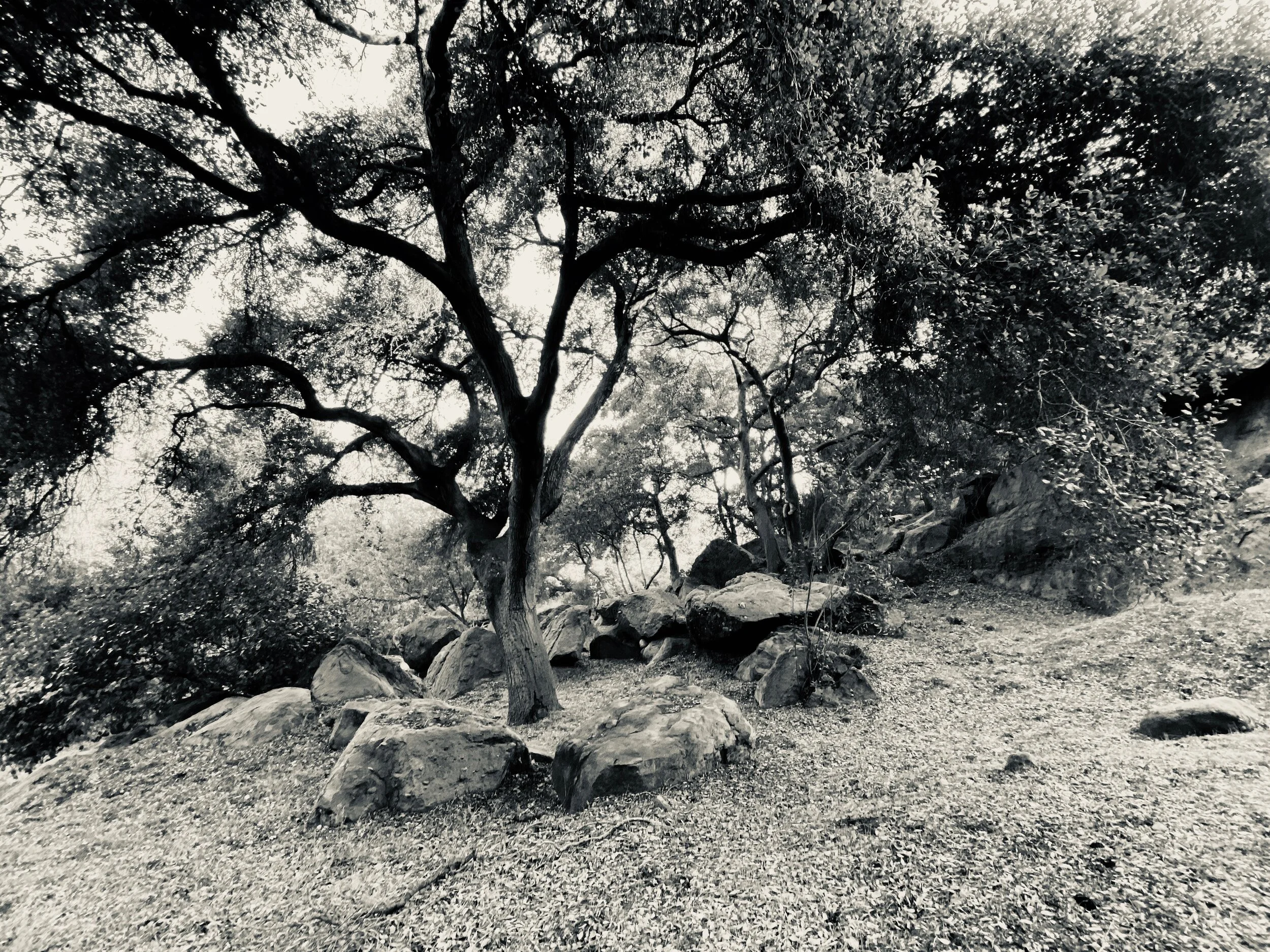 Creative Rebellion Essays: Digital Wabi-Sabi and the Perfection of the Imperfect