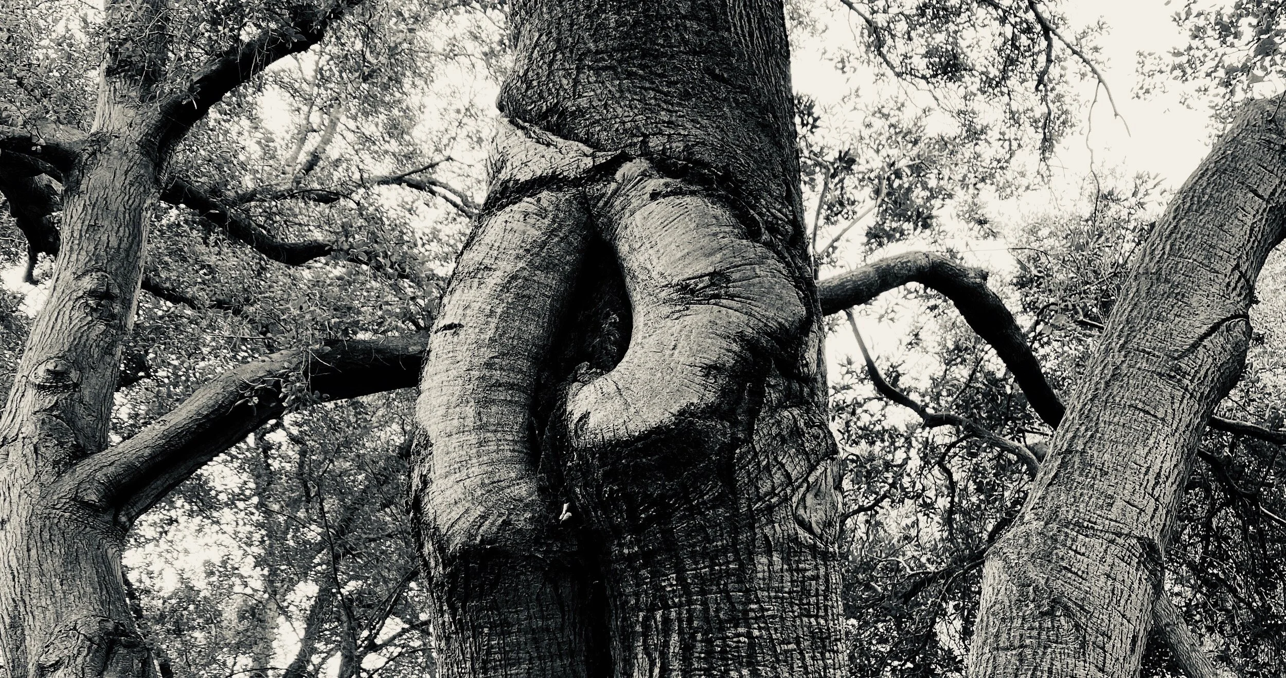 Creative Rebellion Essays: Creativity = Freedom