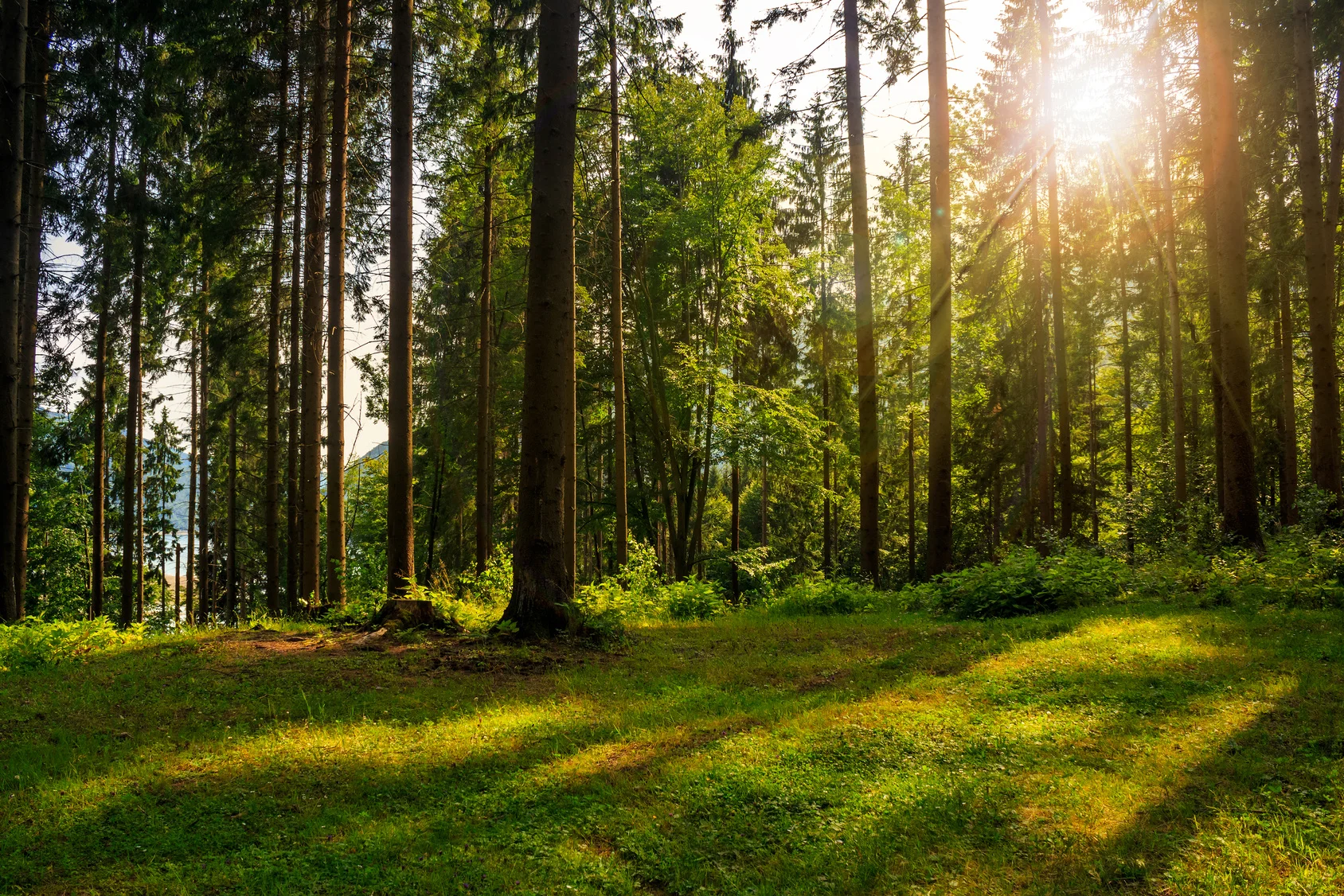 Mindfulness in Nature Half-day Retreat