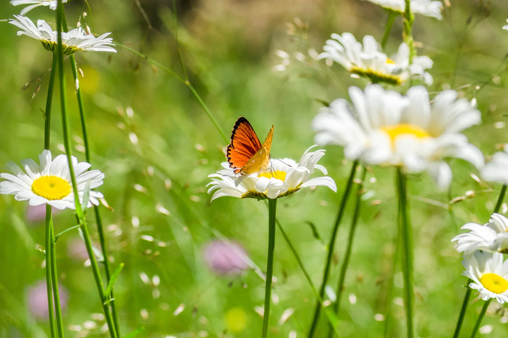 Mindfulness in Nature Full-day Retreat