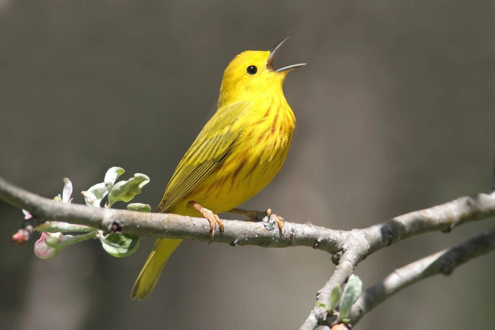First Friday Birding Walks
