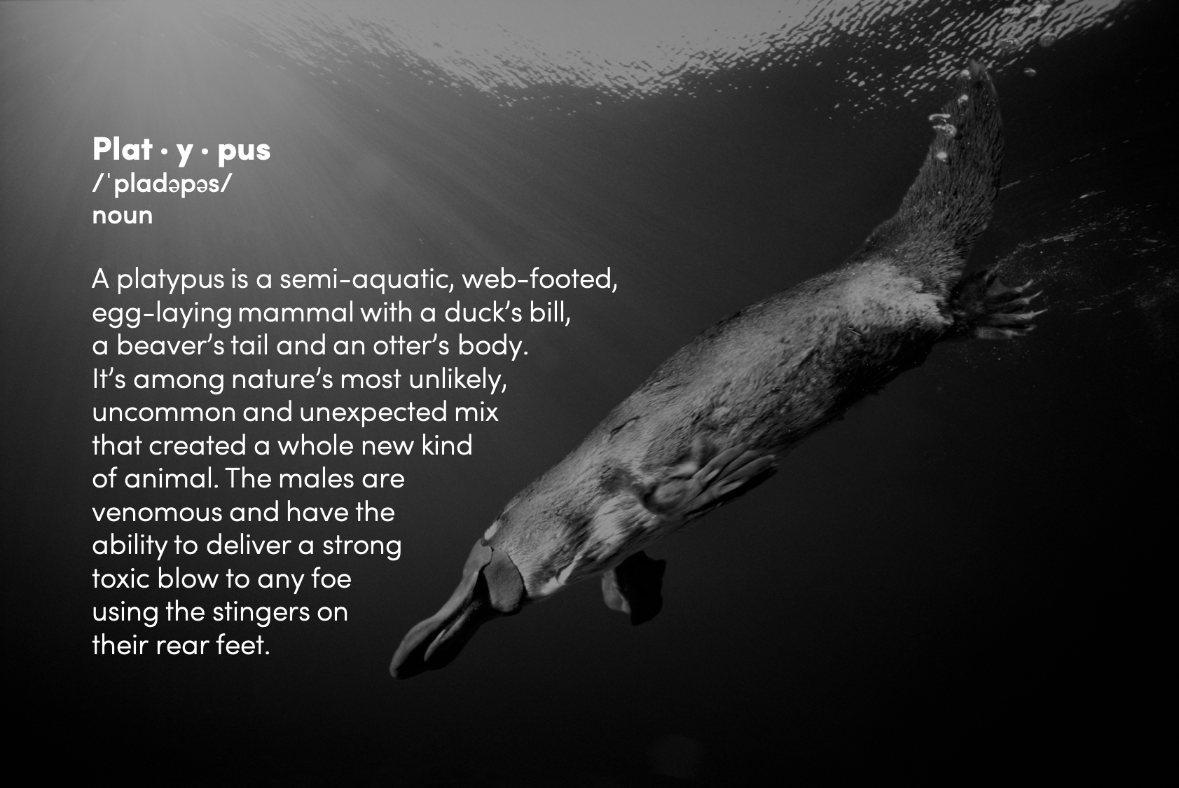 about the platypus.png