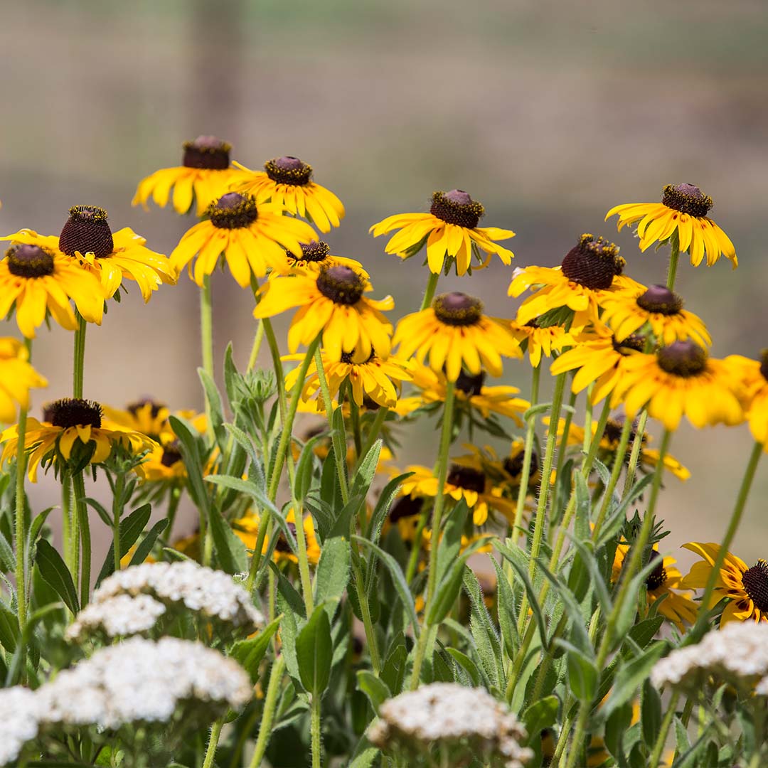 Square Image_Black-eyed-susan.jpg