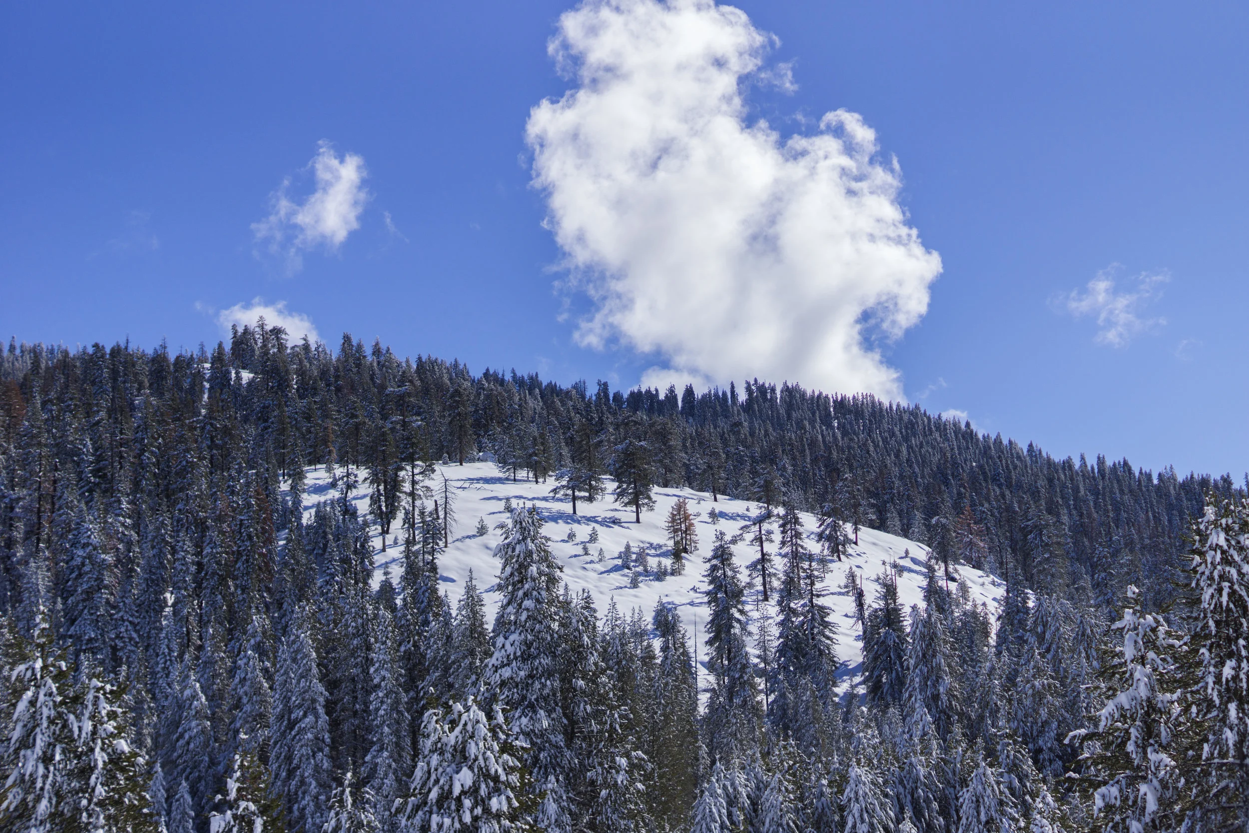 A Day in the Snowy Sequoias