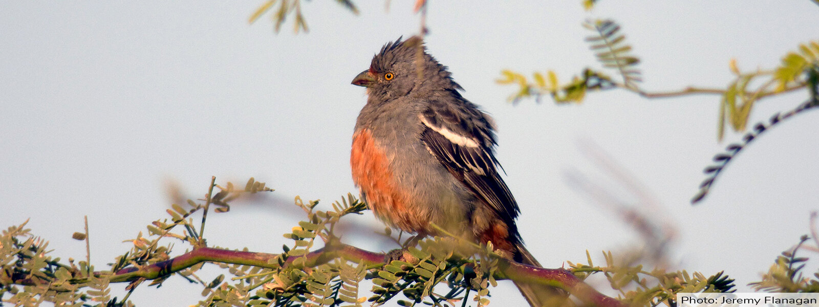 Native bird Peru