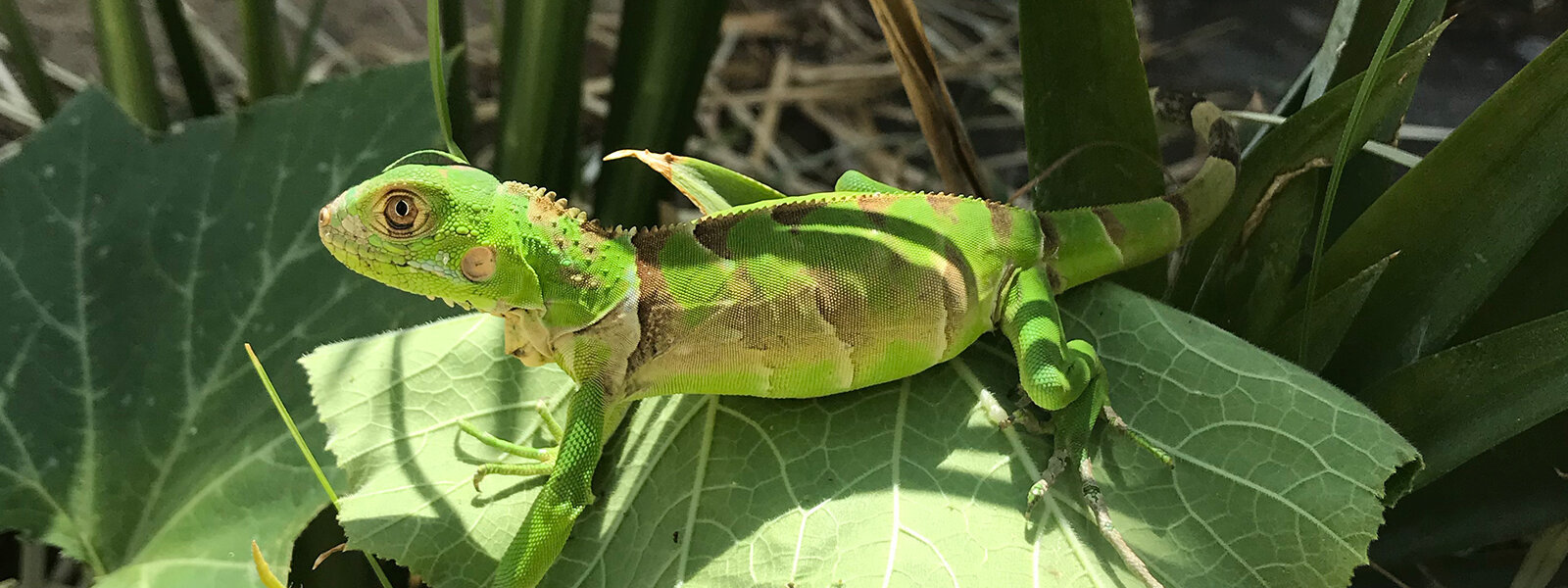 iguana Peru