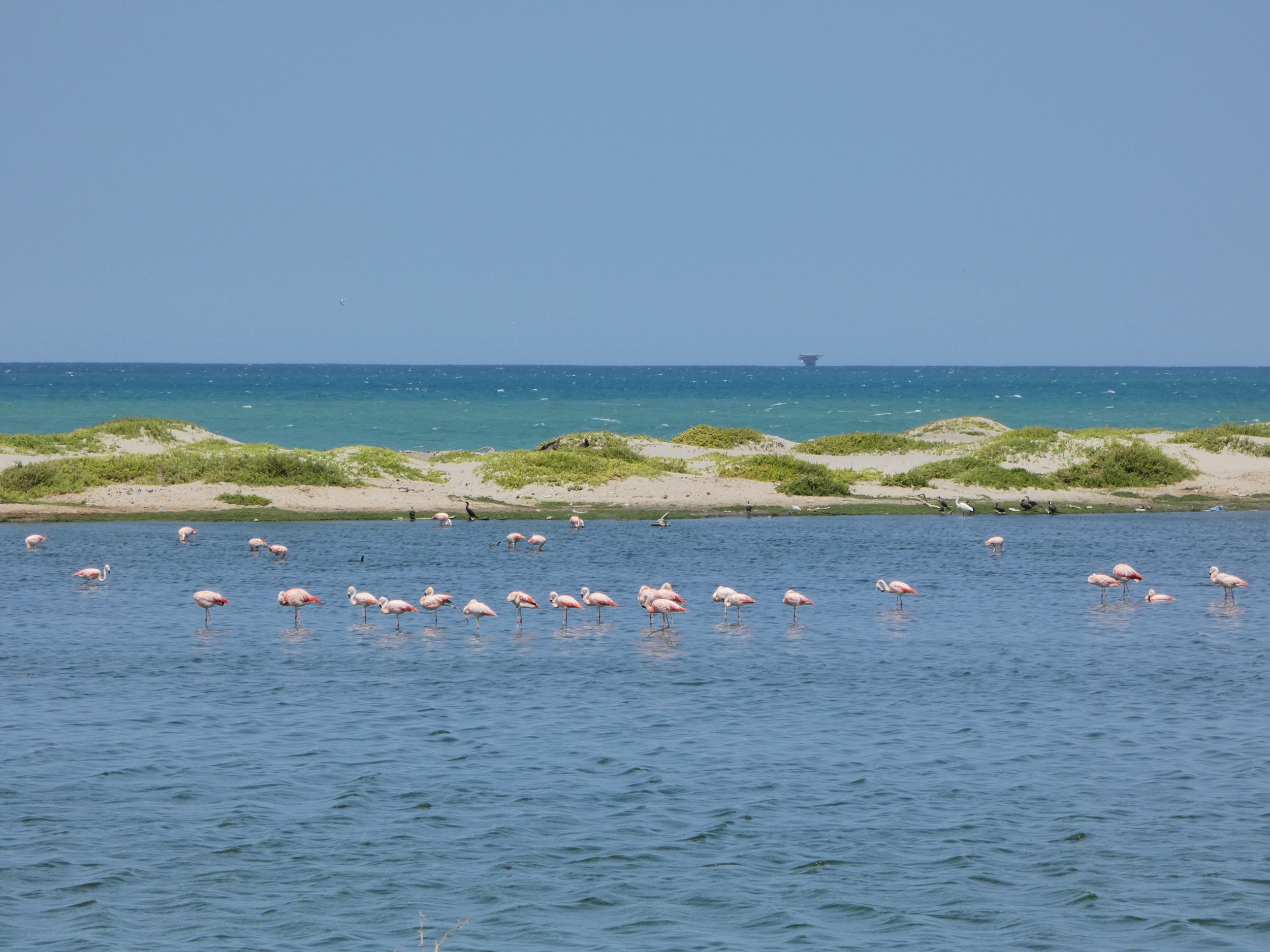 Southern Flamingoes (Phoenicopterus chilensis)  Status: NEAR-THREATENED.