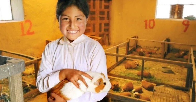 guinea pig.jpg