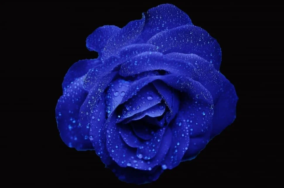 blue rose.jpg