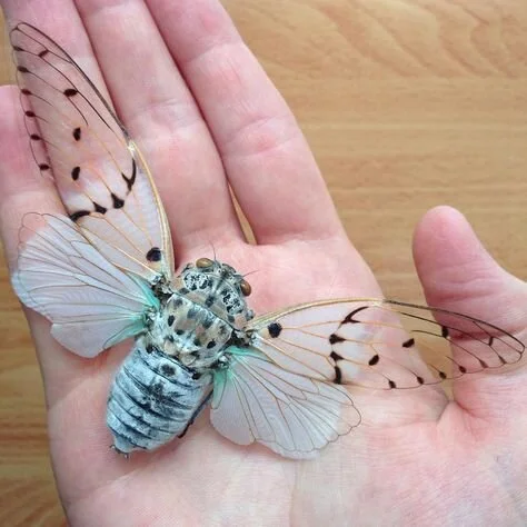 尸歌 Shortest of Songs