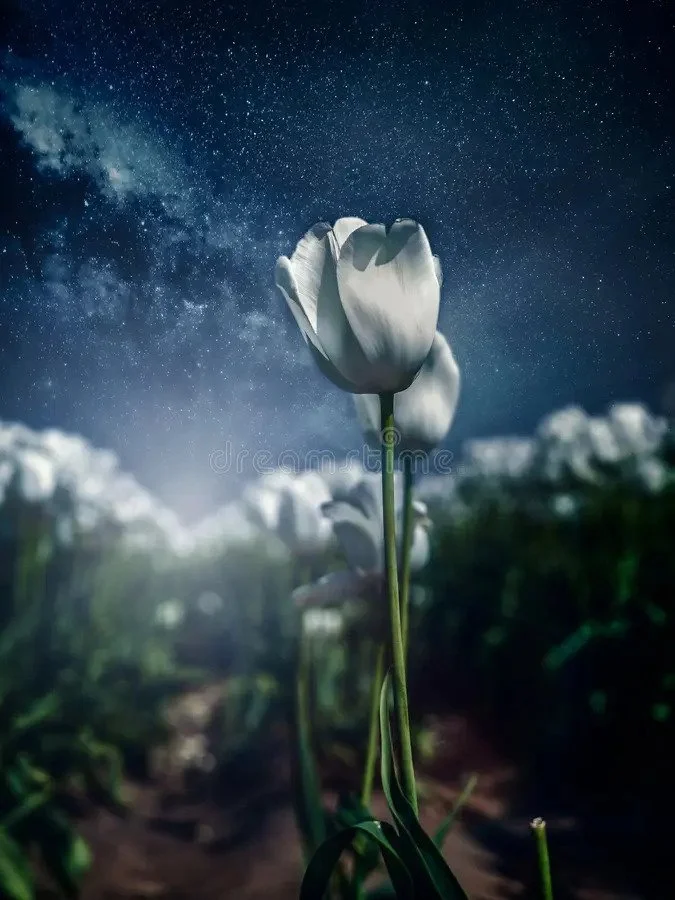 Dissolution of the Imago