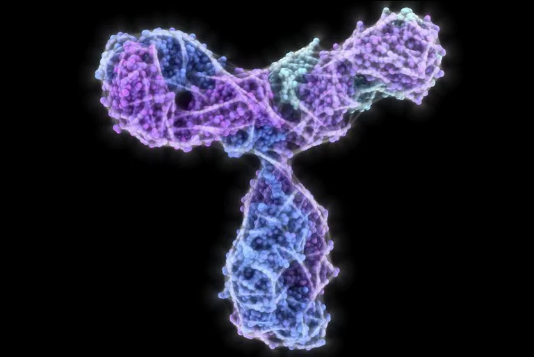 antibody_G-5820a6555f9b581c0b3e28a8.jpg