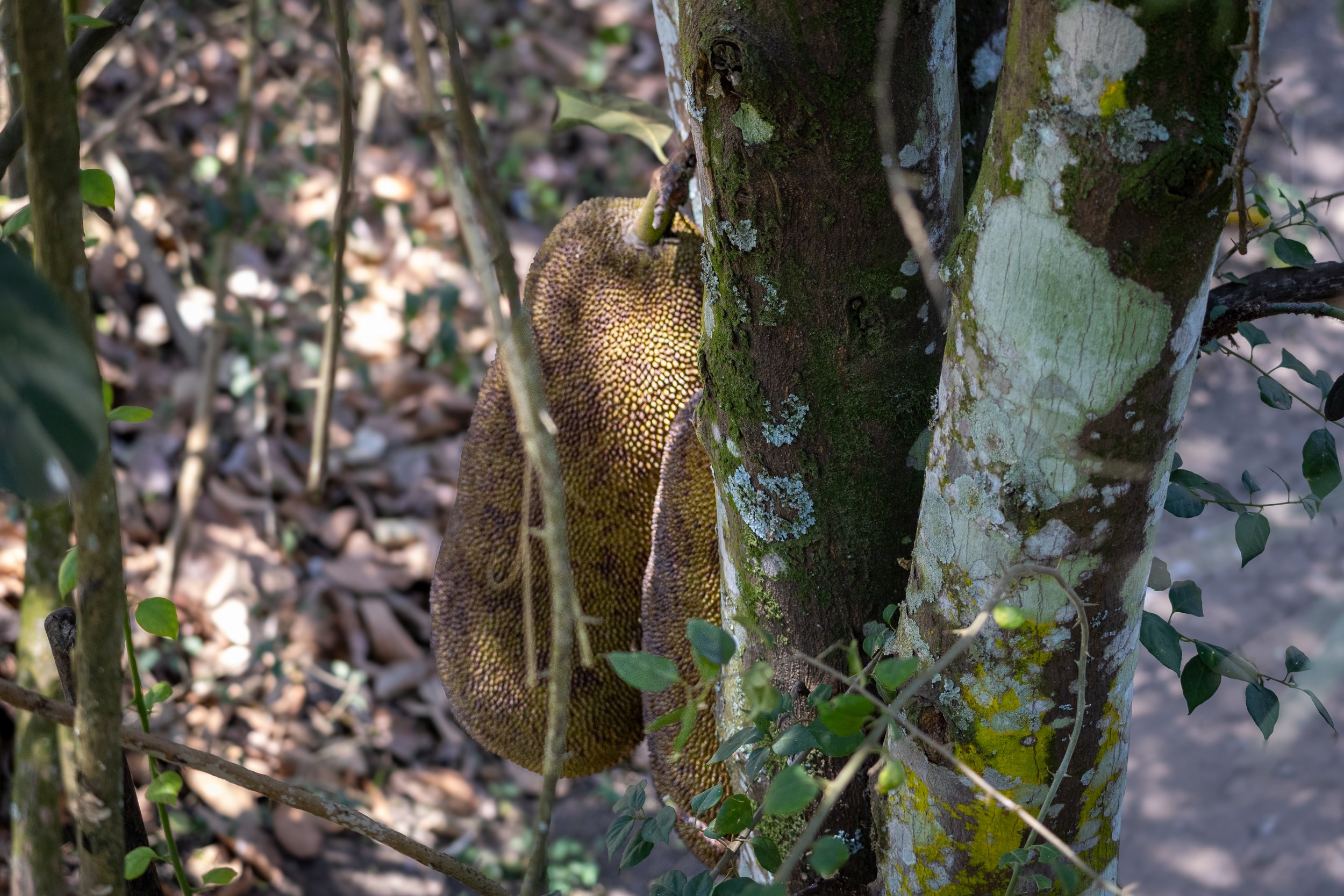 Fresh jackfruit