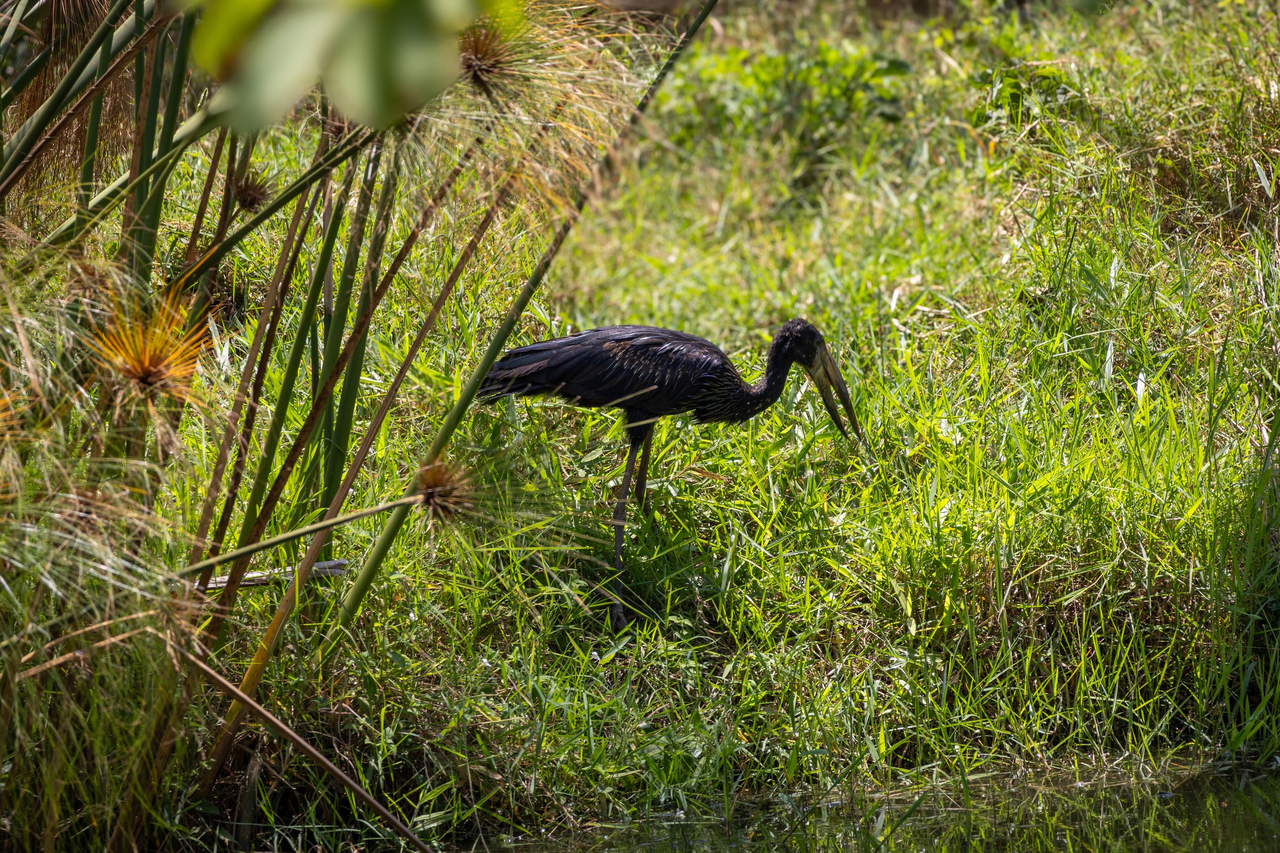 African Openbill Stork, thank you Merlin