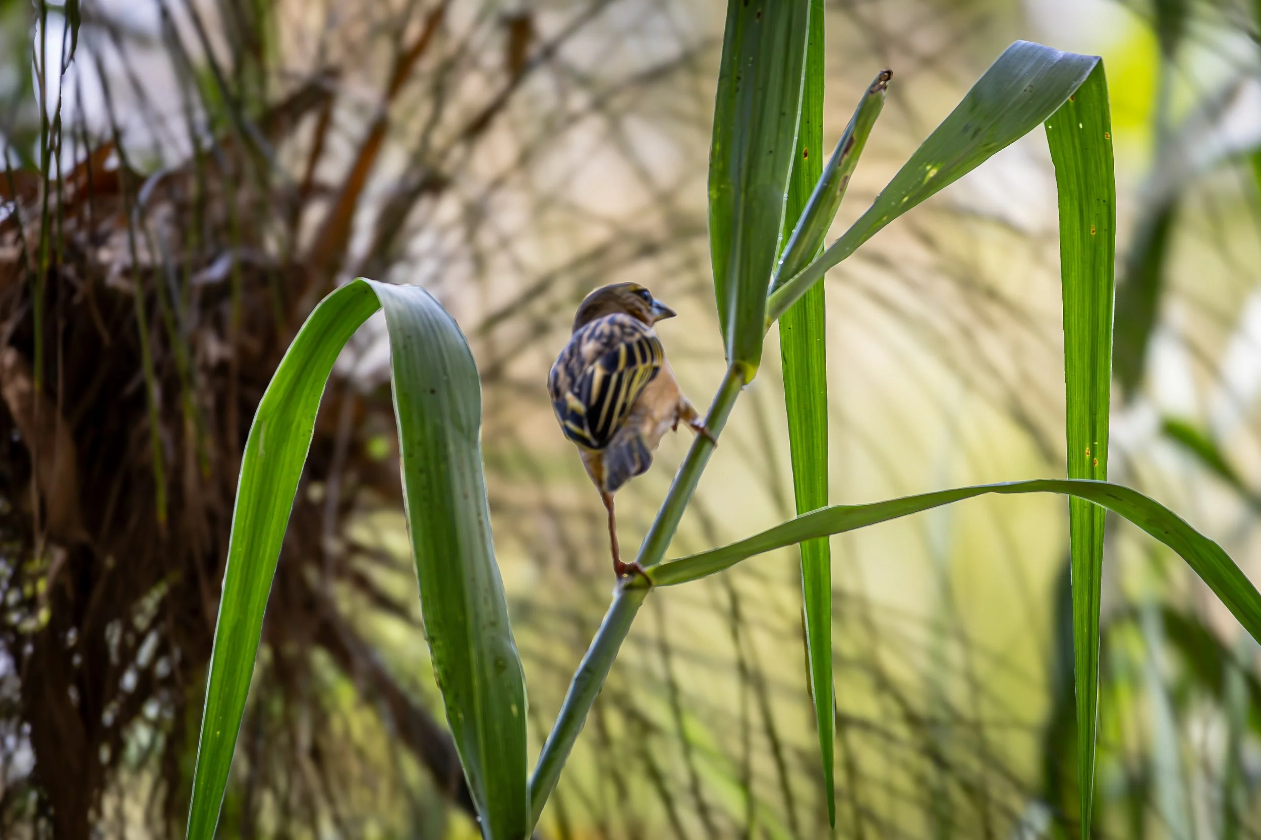 0J5A4019-edit.jpg