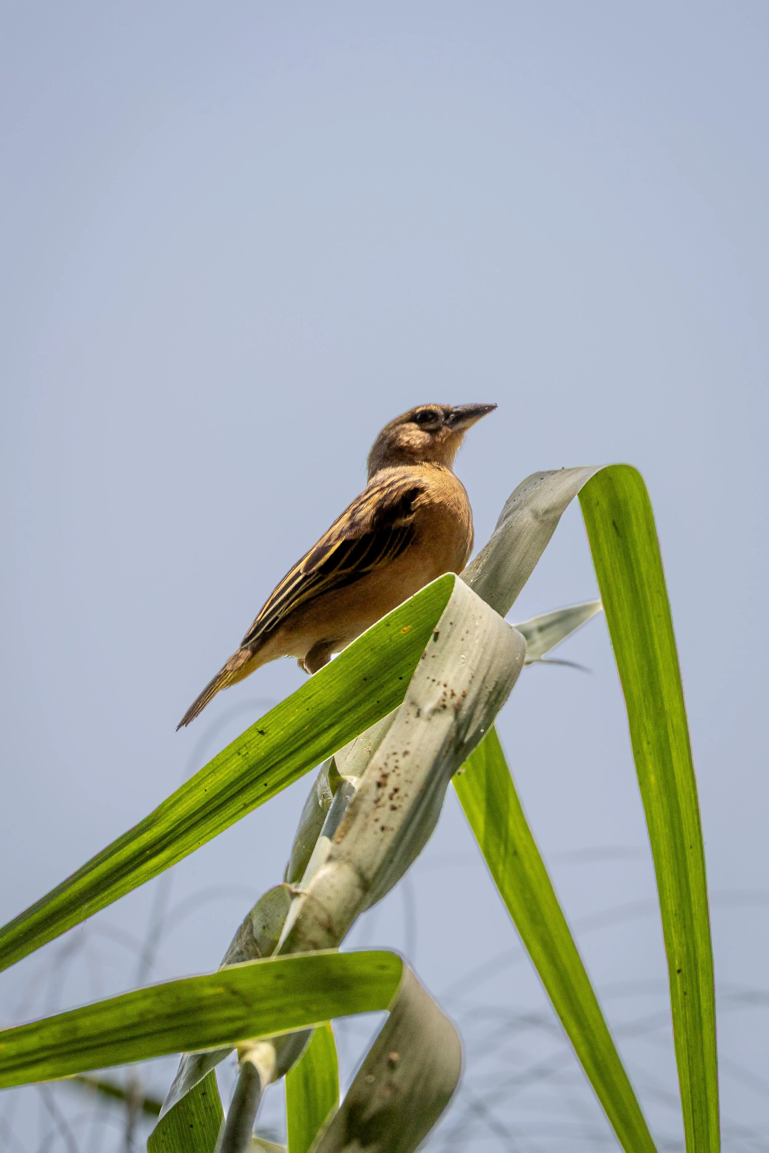 0J5A4023-edit.jpg