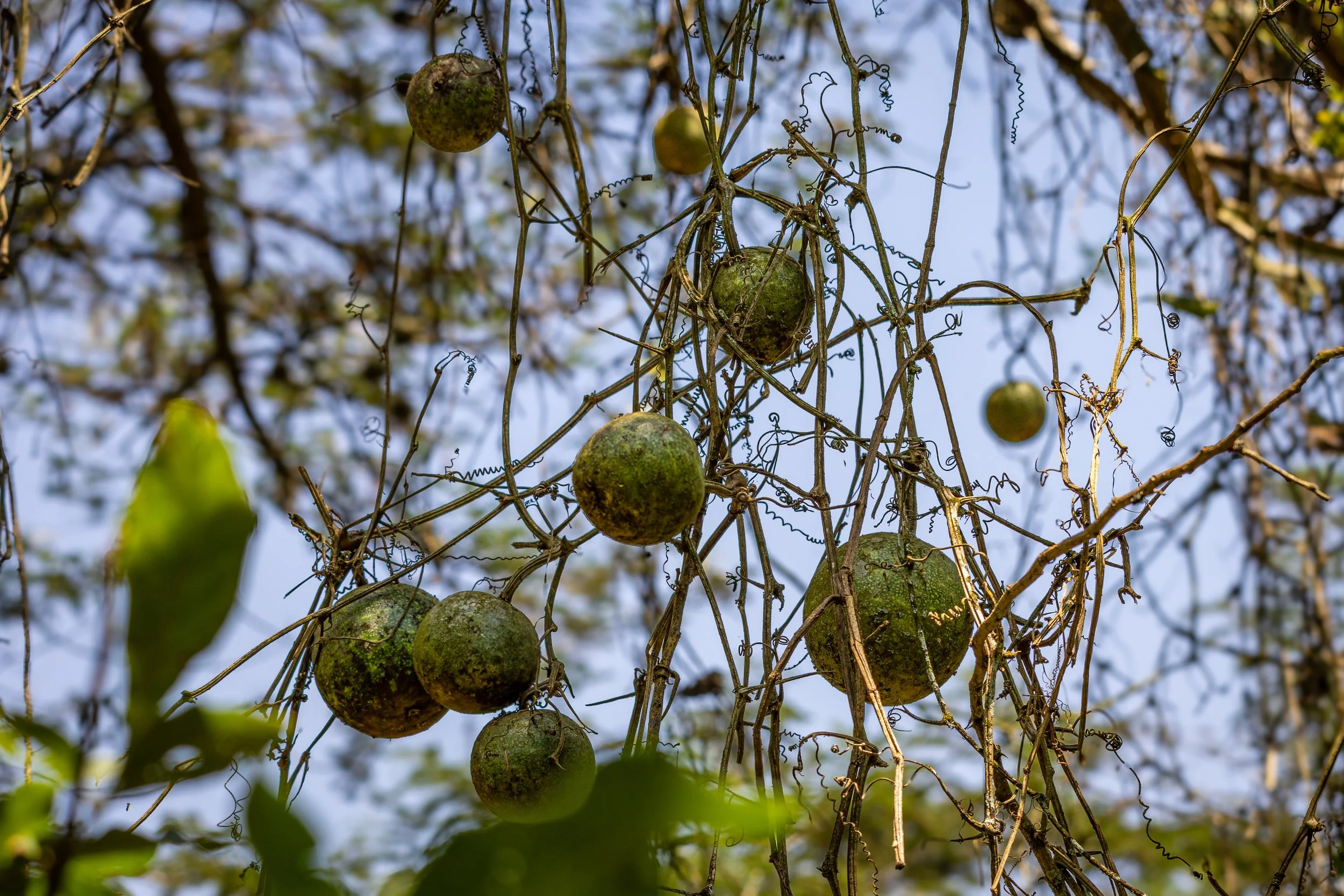 We think these are an (inedible) bitter citrus?