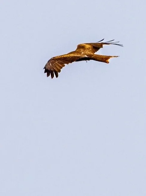 0J5A4039-edit.jpg
