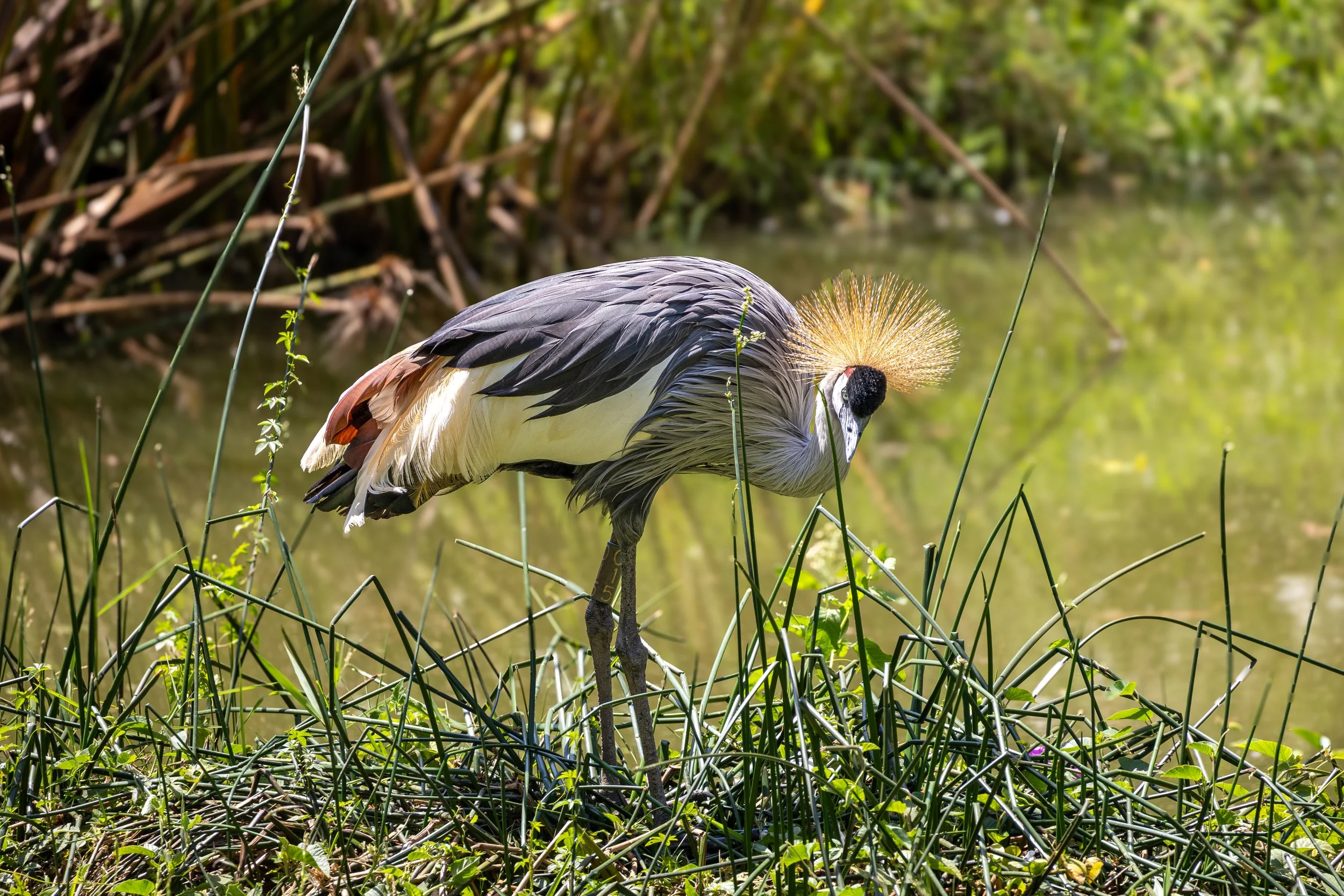 0J5A4129-edit.jpg