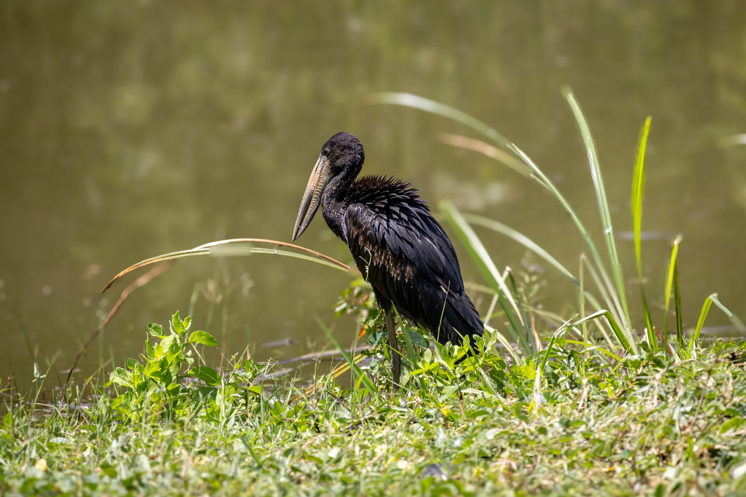 0J5A4108-edit.jpg
