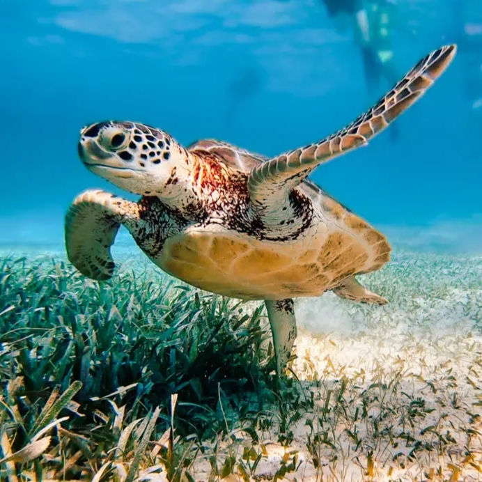 Diving-the-Hol-Chan-Marine-Reserve-in-Belize-Lead-Image.jpg.png