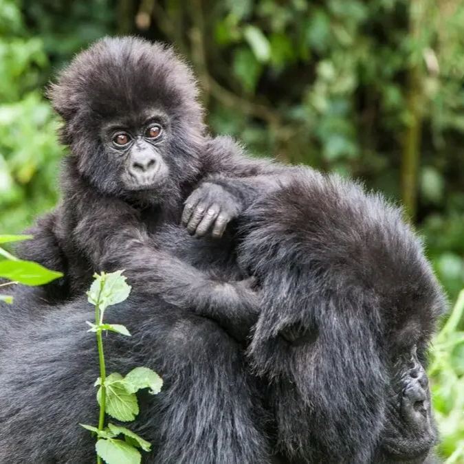 gorillas-in-volcanoes-1200x675.jpg.png